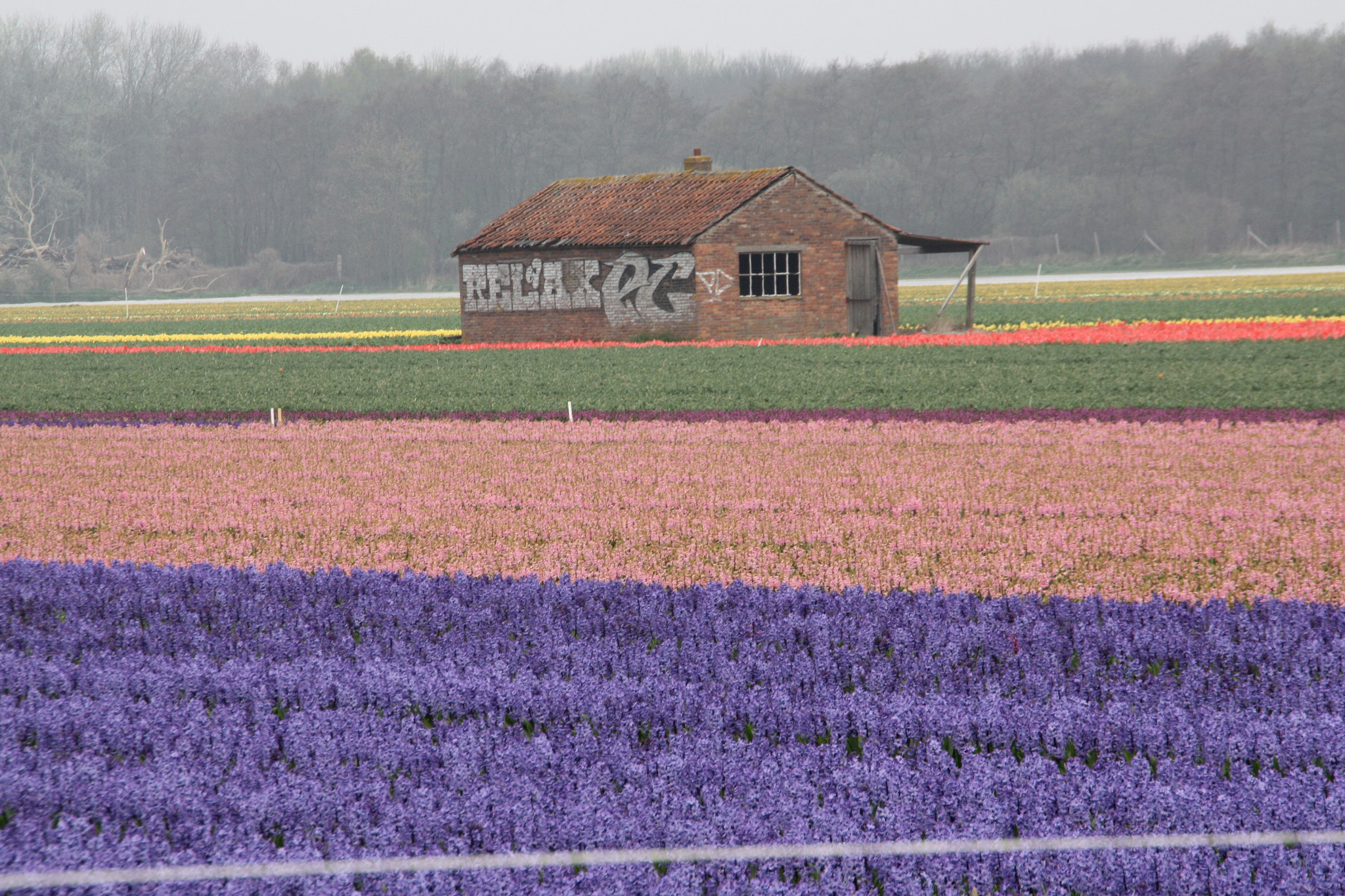 Canon EOS 450D (EOS Rebel XSi / EOS Kiss X2) sample photo. Tulip field photography