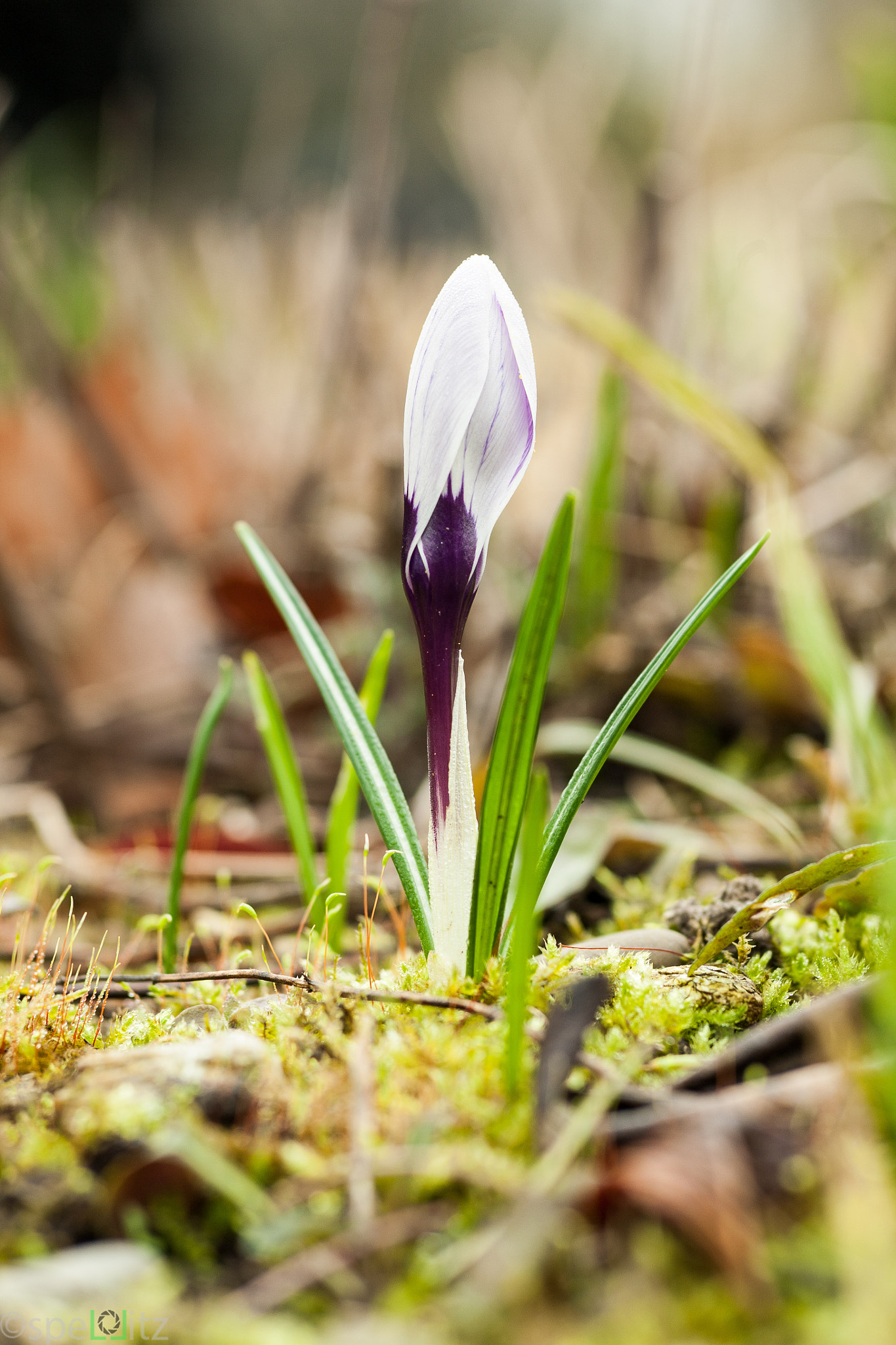 Canon EOS 5D + Canon EF 100mm F2.8 Macro USM sample photo. Krokus photography