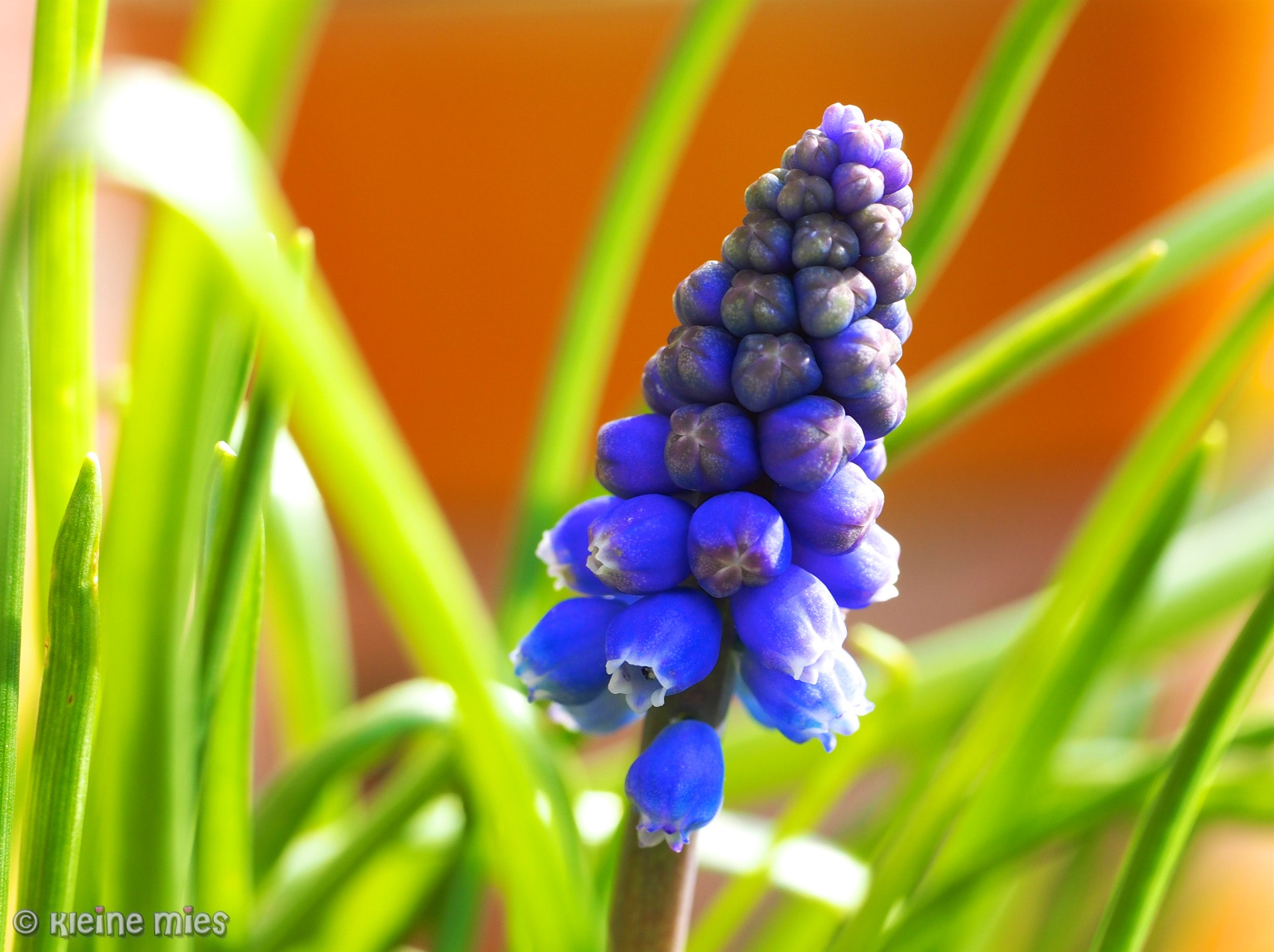 Panasonic Leica DG Macro-Elmarit 45mm F2.8 ASPH OIS sample photo. Blue photography