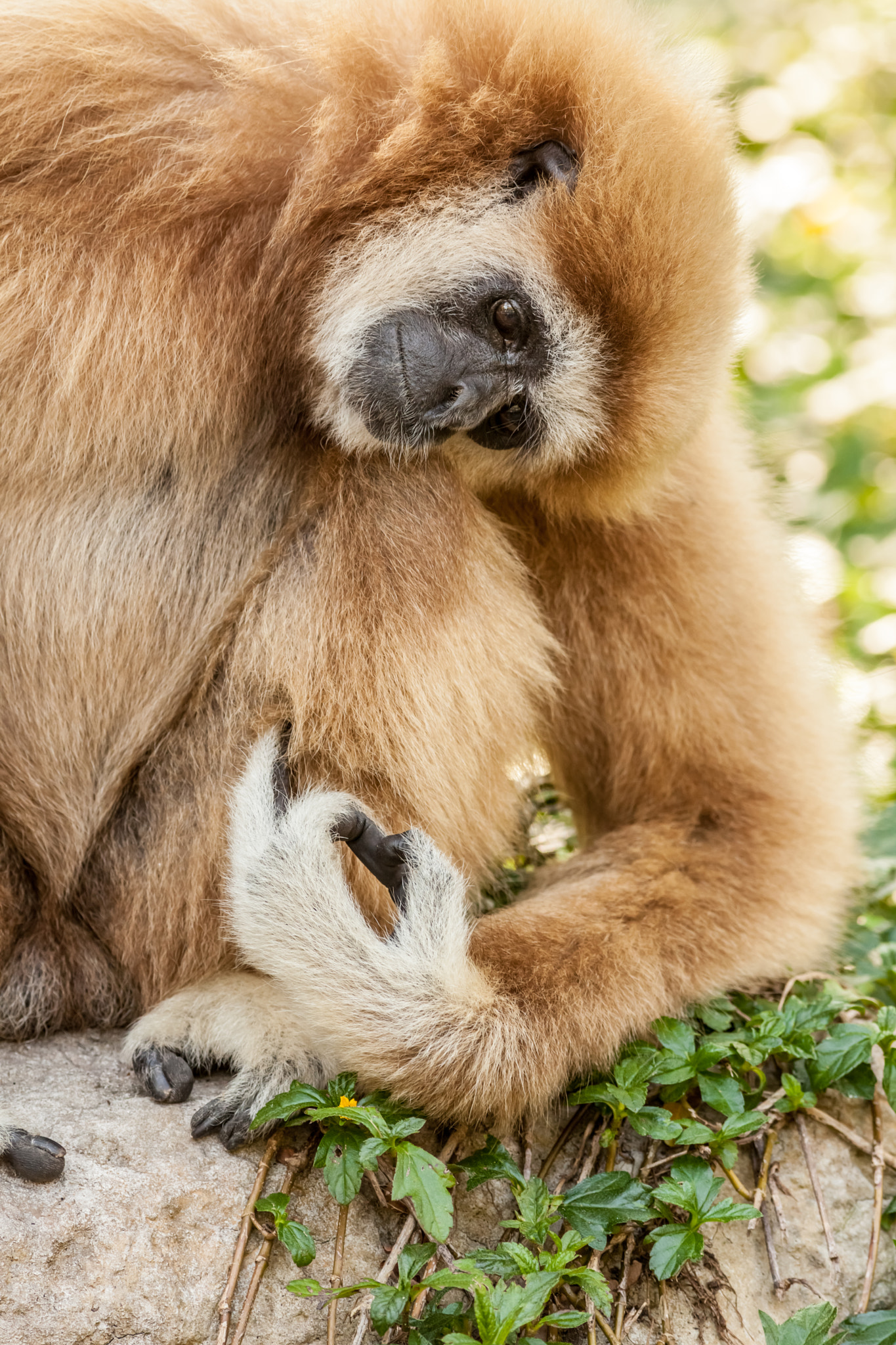 Canon EOS 5D Mark II + Canon EF 400mm F5.6L USM sample photo. Northern white cheeked gibbon photography