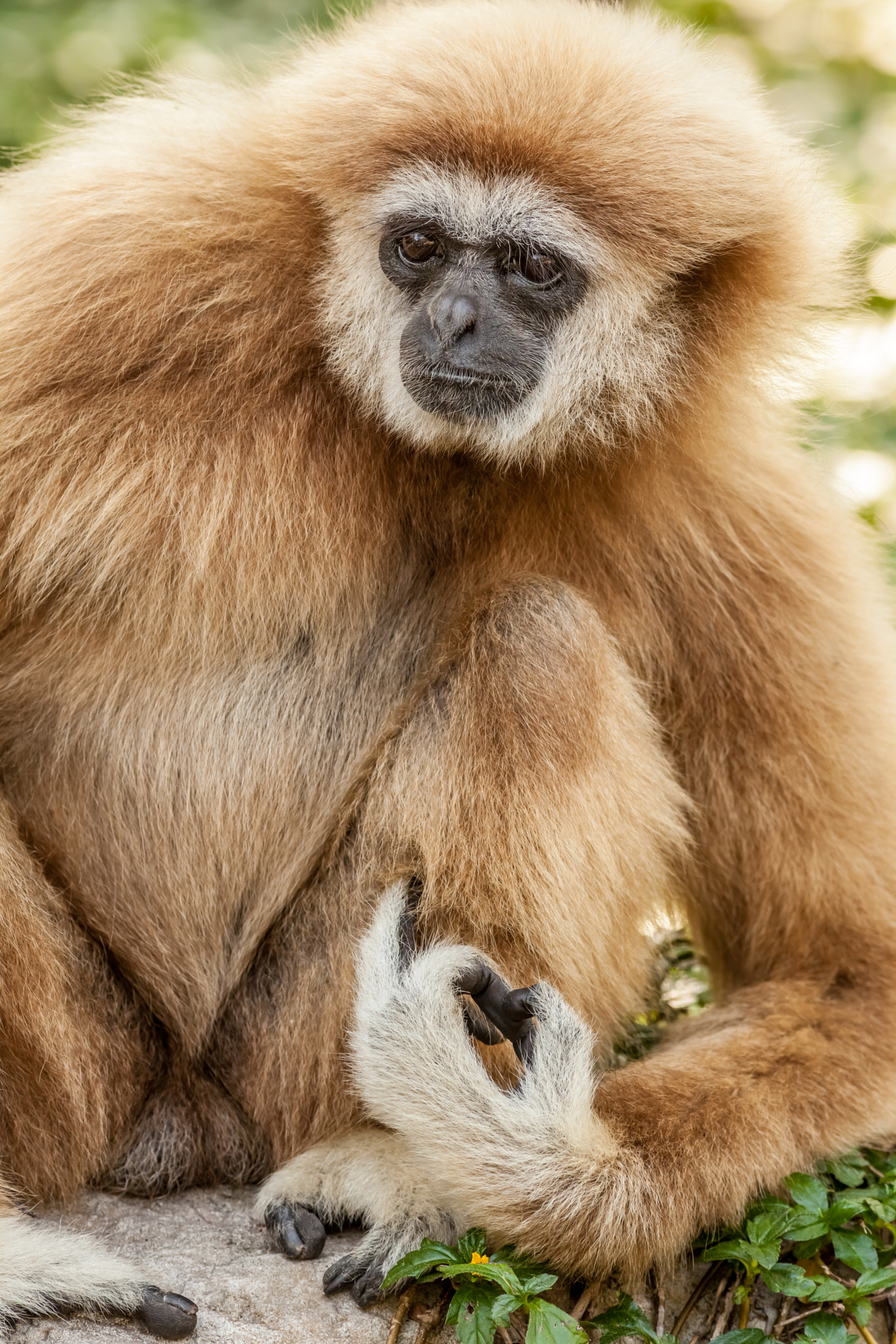 Canon EOS 5D Mark II + Canon EF 400mm F5.6L USM sample photo. Northern white cheeked gibbon photography