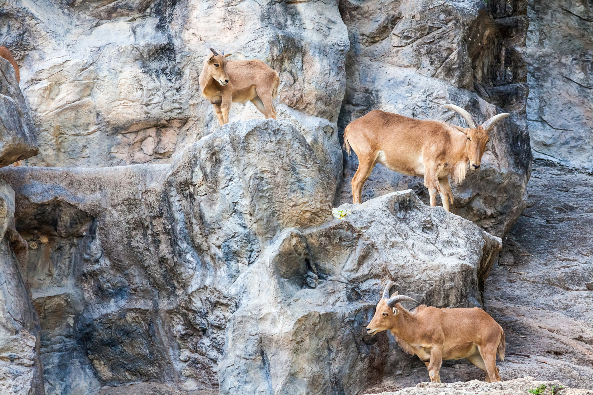 Canon EOS 5D Mark II + Canon EF 400mm F5.6L USM sample photo. The mountain goat photography