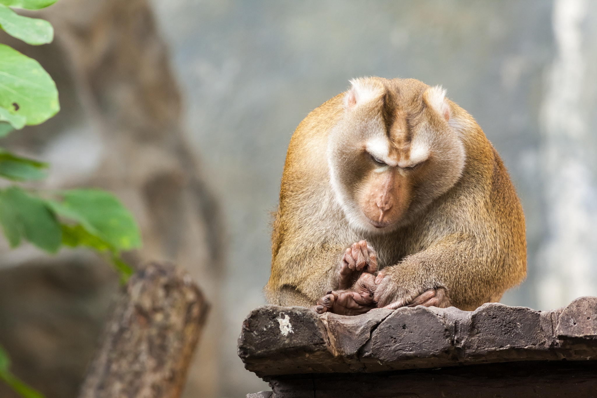 Canon EOS 5D Mark II + Canon EF 400mm F5.6L USM sample photo. Southern pig tailed macaque photography