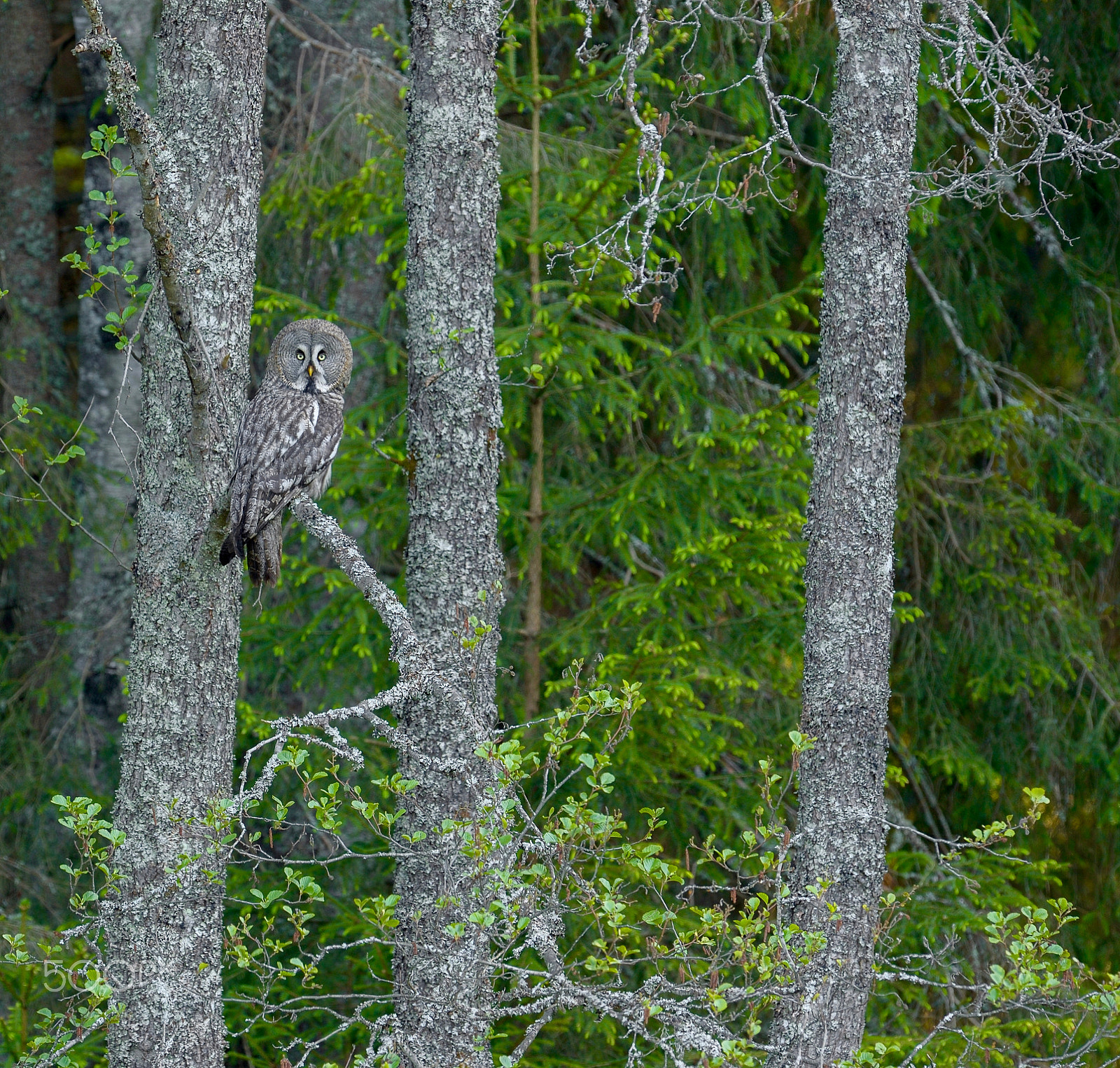 Nikon D4S + Nikon AF-S Nikkor 600mm F4G ED VR sample photo. Something camouflaged... photography