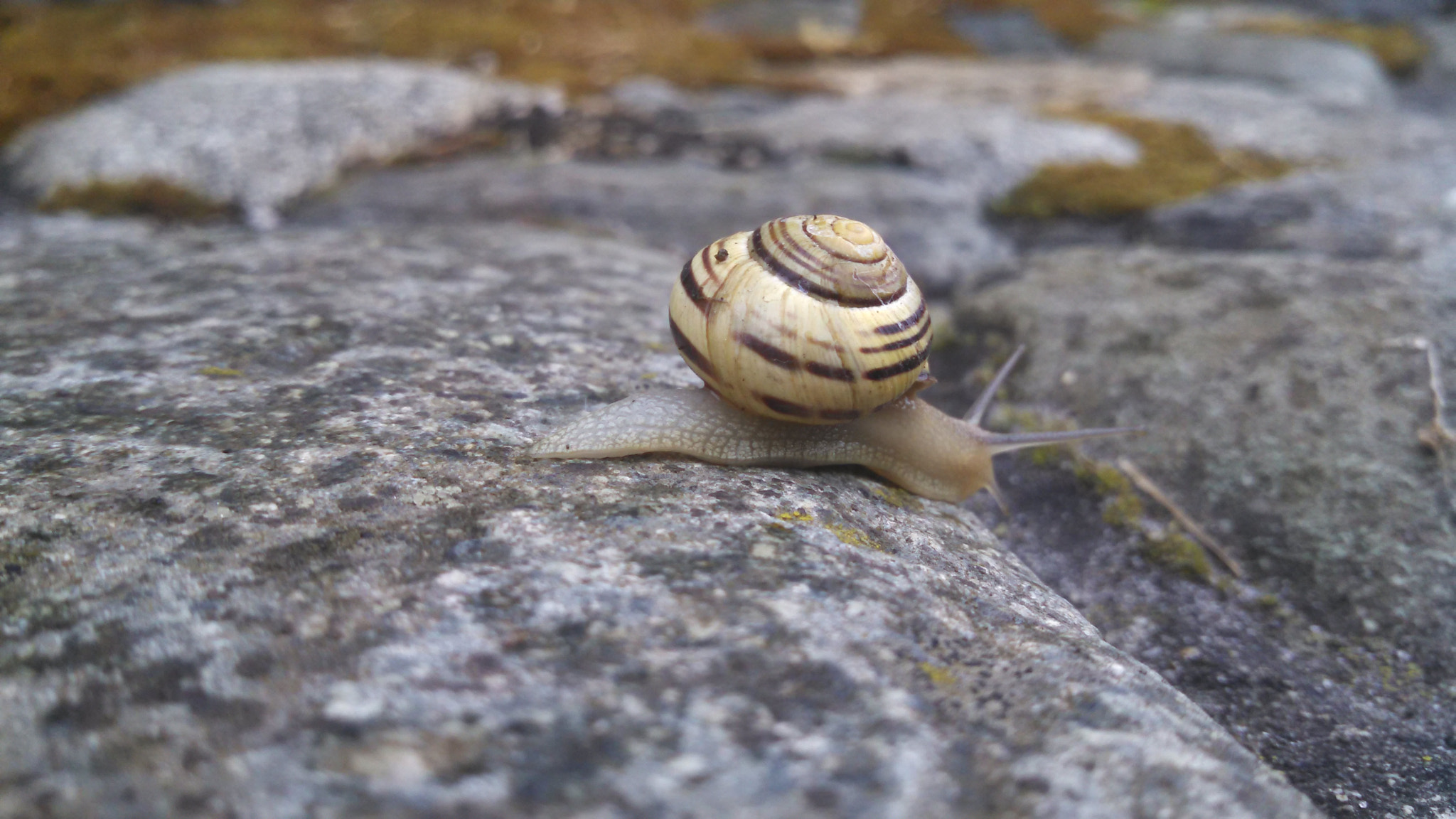 Motorola DROID RAZR HD sample photo. Snail photography