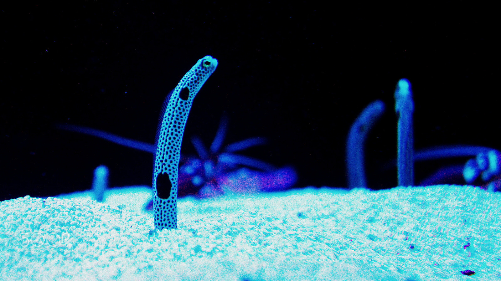 Sony FE 28-70mm F3.5-5.6 OSS sample photo. Underwater life photography