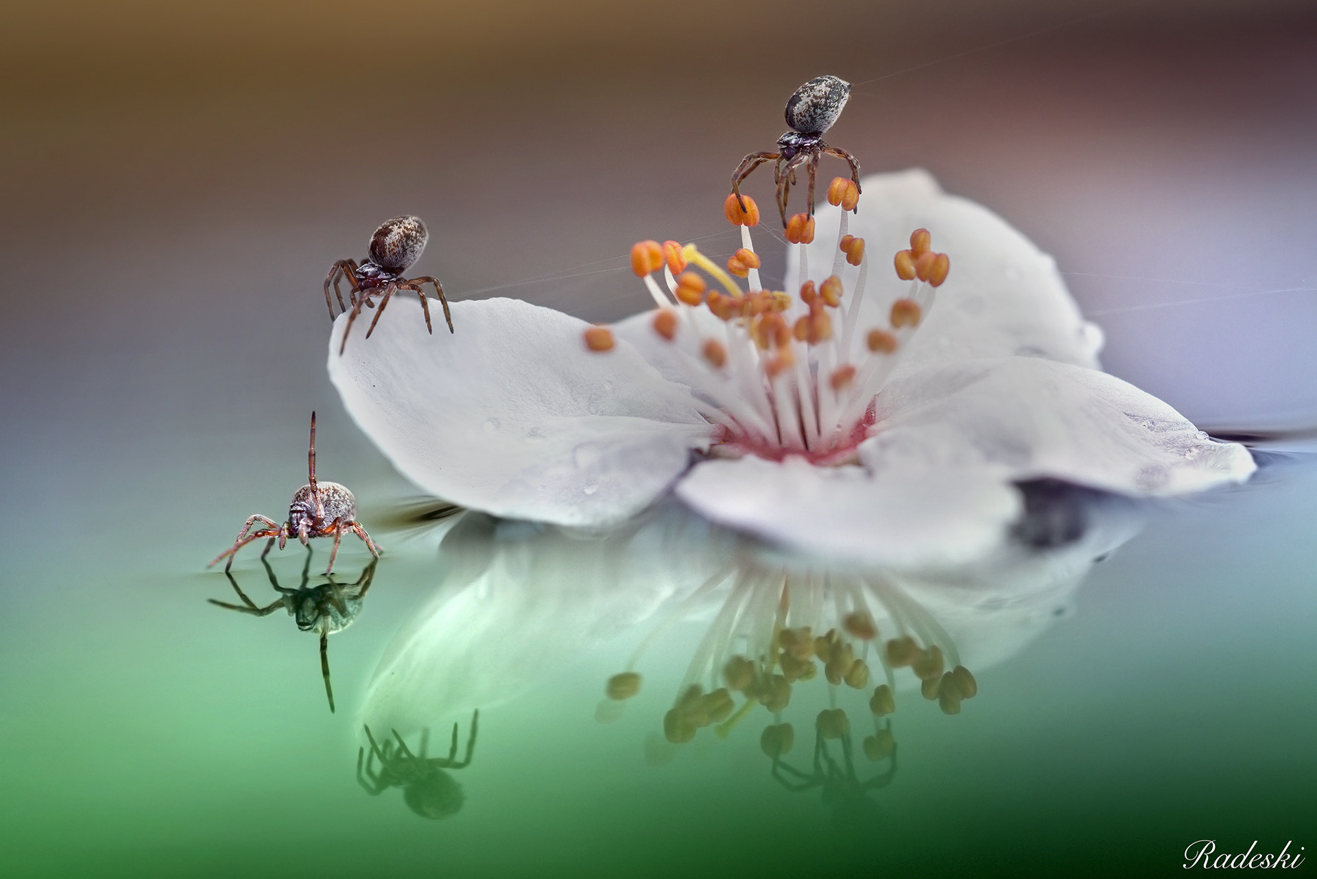 Nikon D800E + Nikon AF Micro-Nikkor 60mm F2.8D sample photo. Io me ne vado ciao !! photography