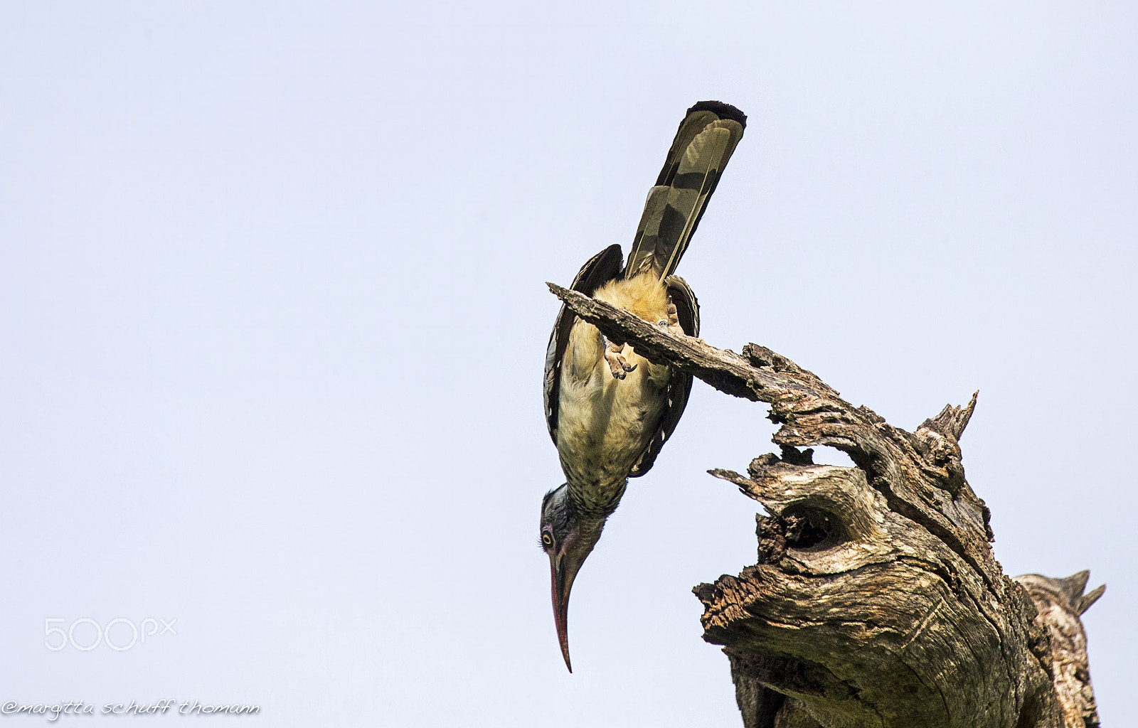 Canon EF 100-400mm F4.5-5.6L IS USM sample photo. Southern red billed hornbill .. photography