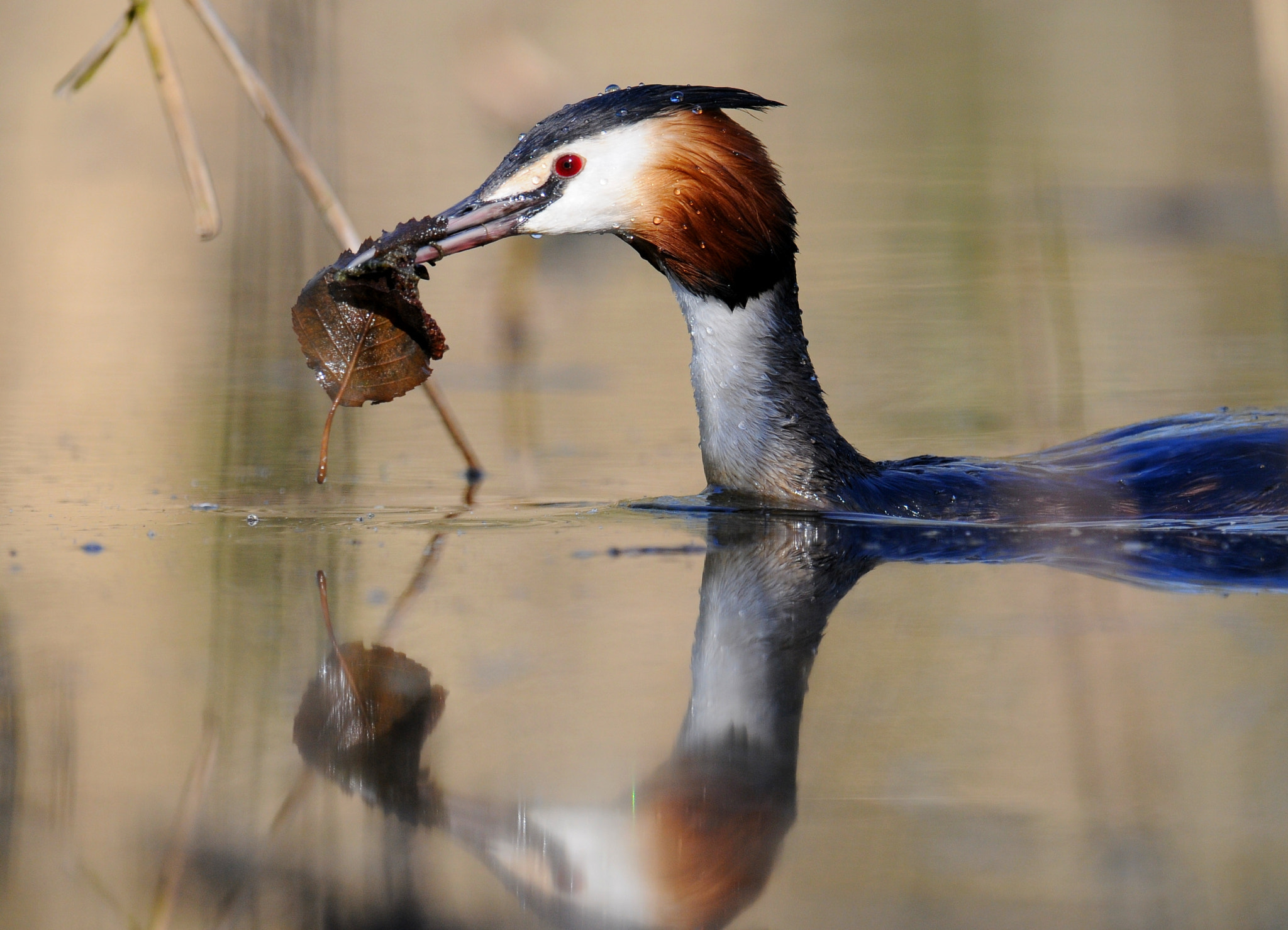 Nikon D300S + Nikon AF-S Nikkor 600mm F4G ED VR sample photo. Great crested grebe photography