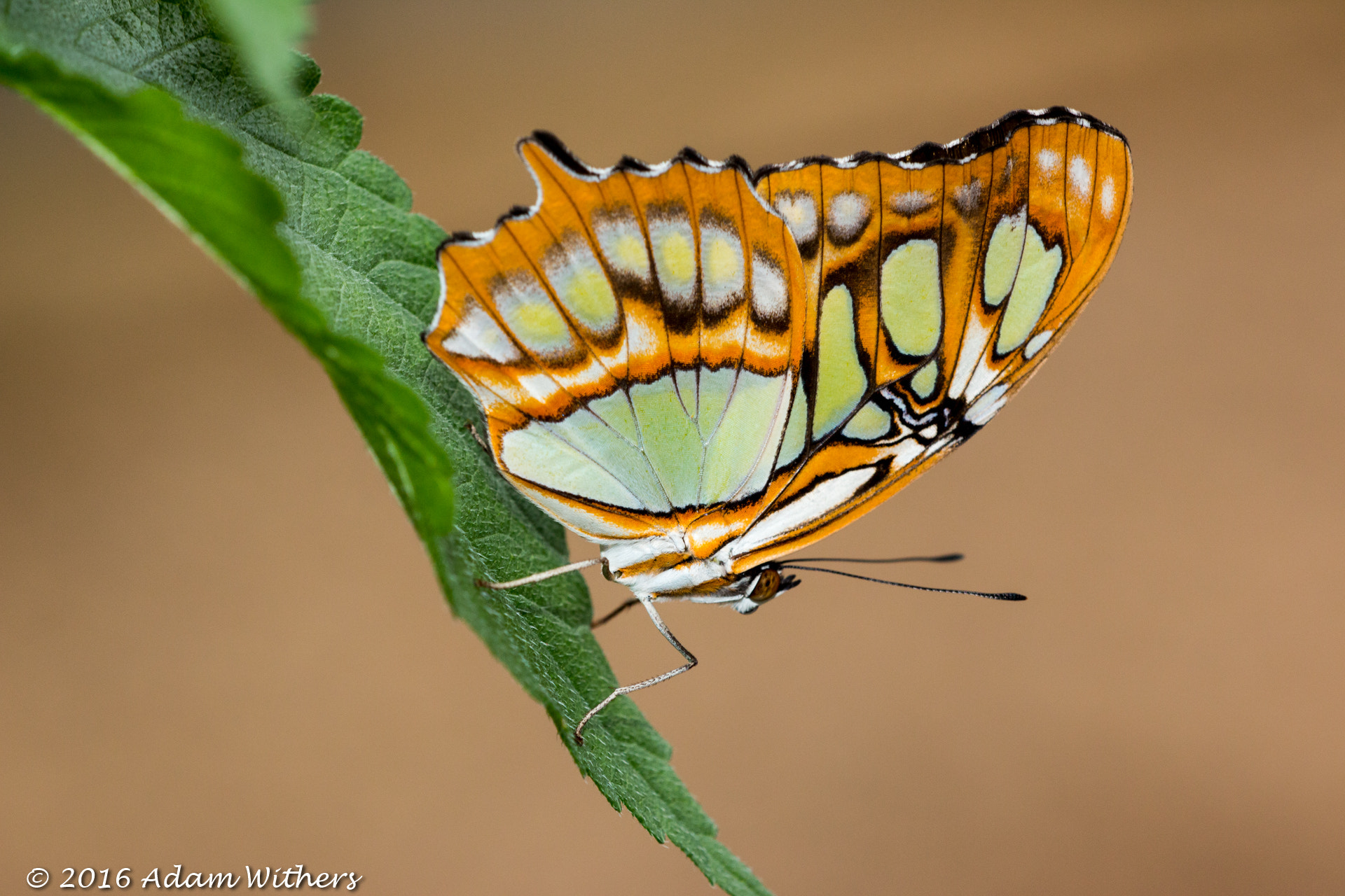 Sigma APO Macro 150mm f/2.8 EX DG HSM sample photo. Earnley butterflies and gardens photography