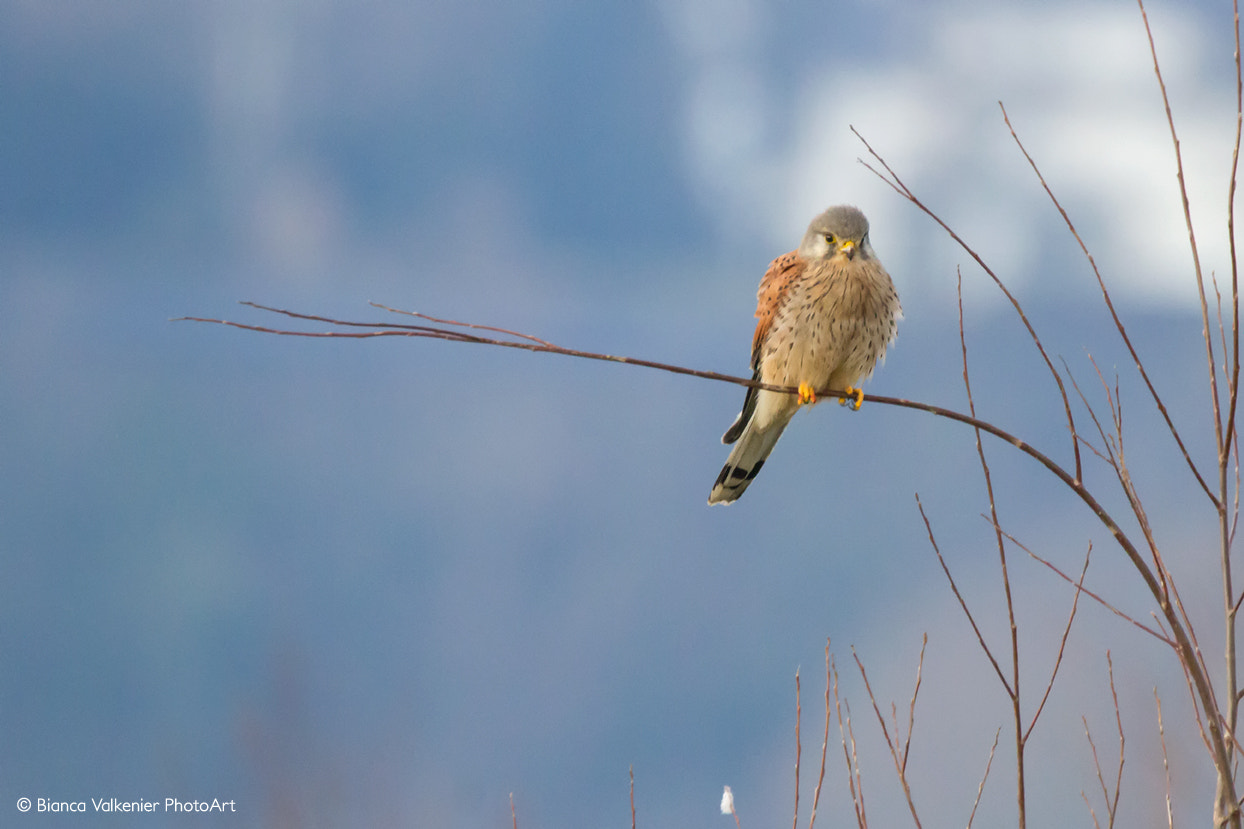 Canon EOS 7D + Sigma 105mm F2.8 EX DG Macro sample photo. Kestrel photography