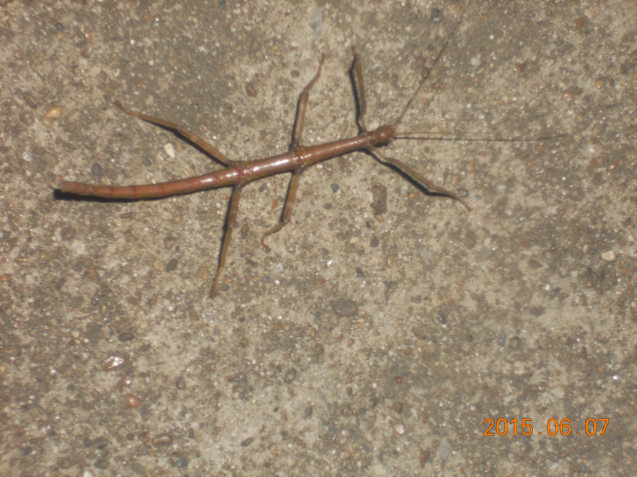Nikon Coolpix S4000 sample photo. Walking stick photography