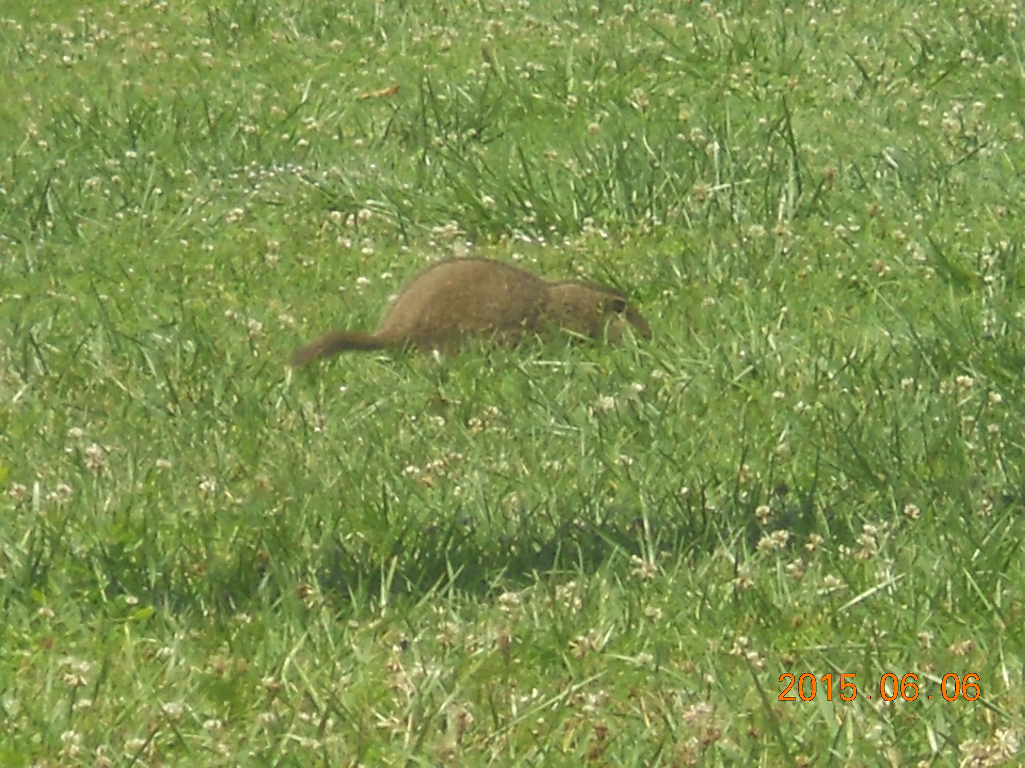 Nikon Coolpix S4000 sample photo. Groundhog photography