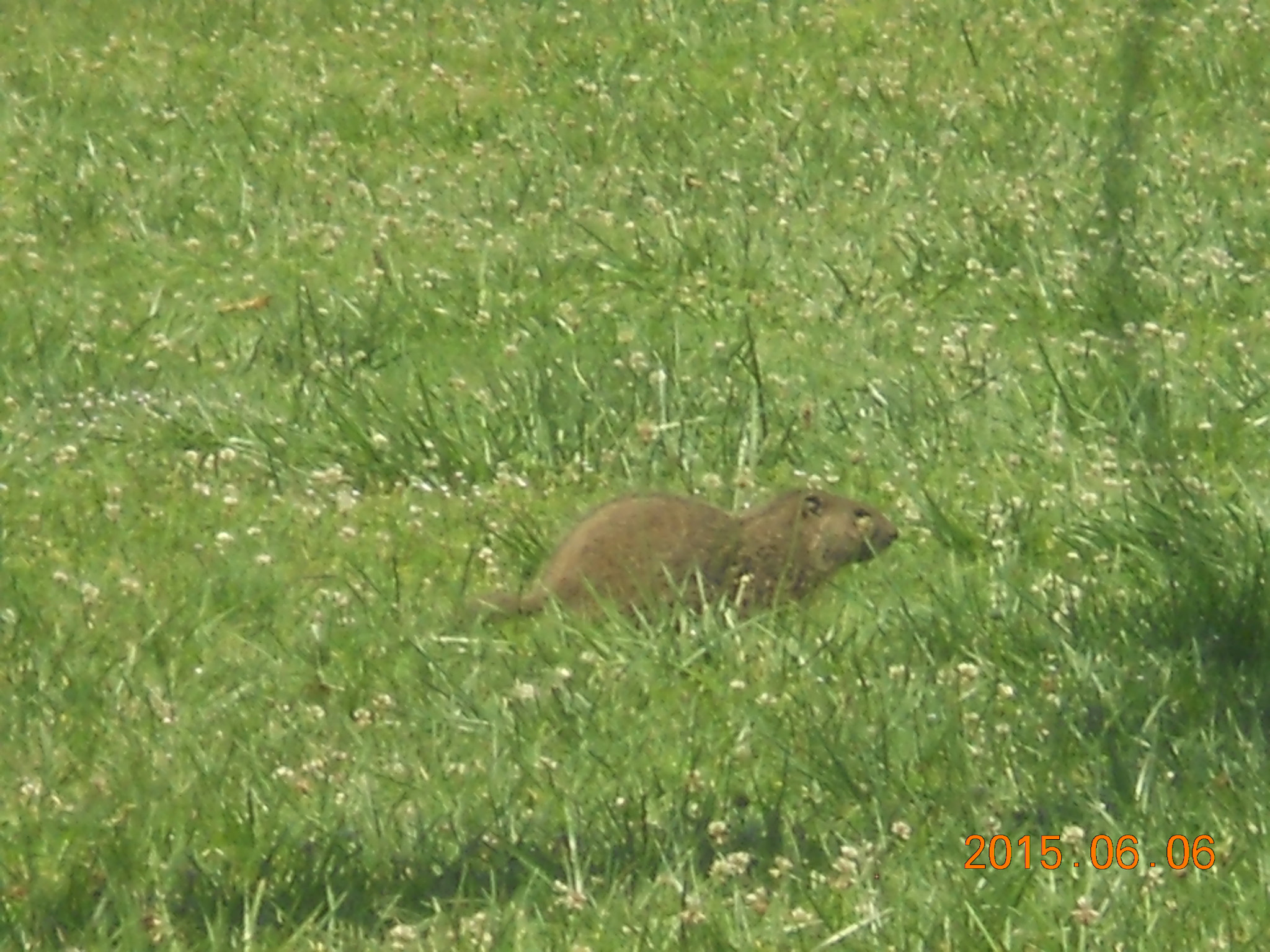 Nikon Coolpix S4000 sample photo. Groundhog2 photography
