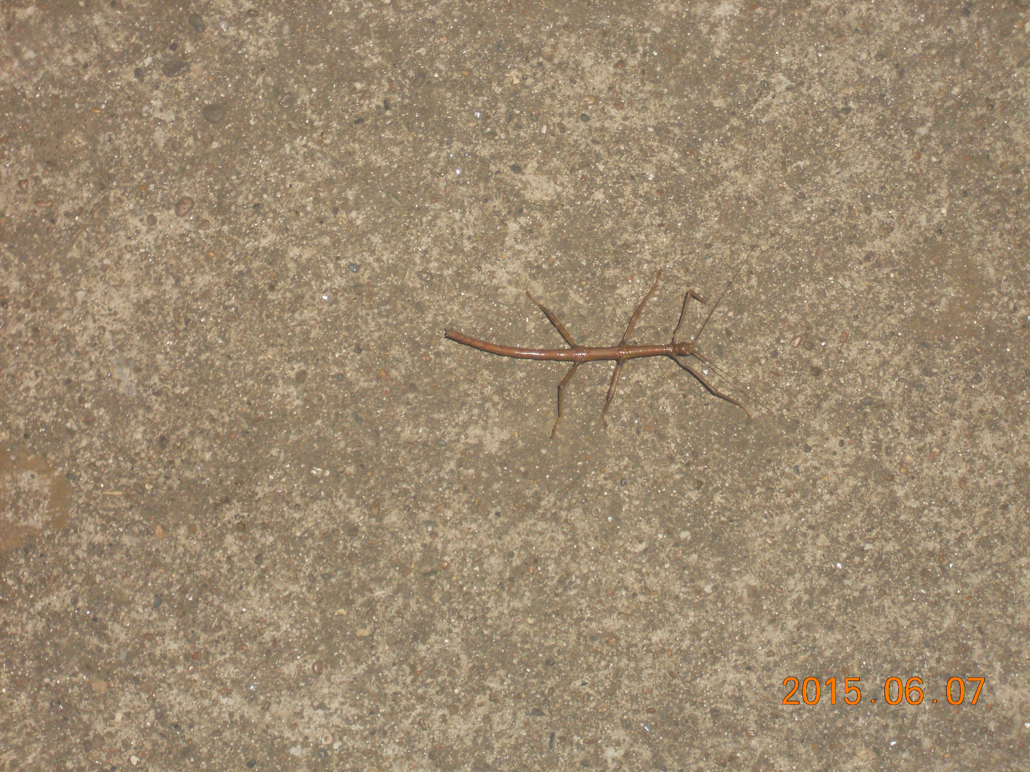 Nikon Coolpix S4000 sample photo. Walking stick 2 photography