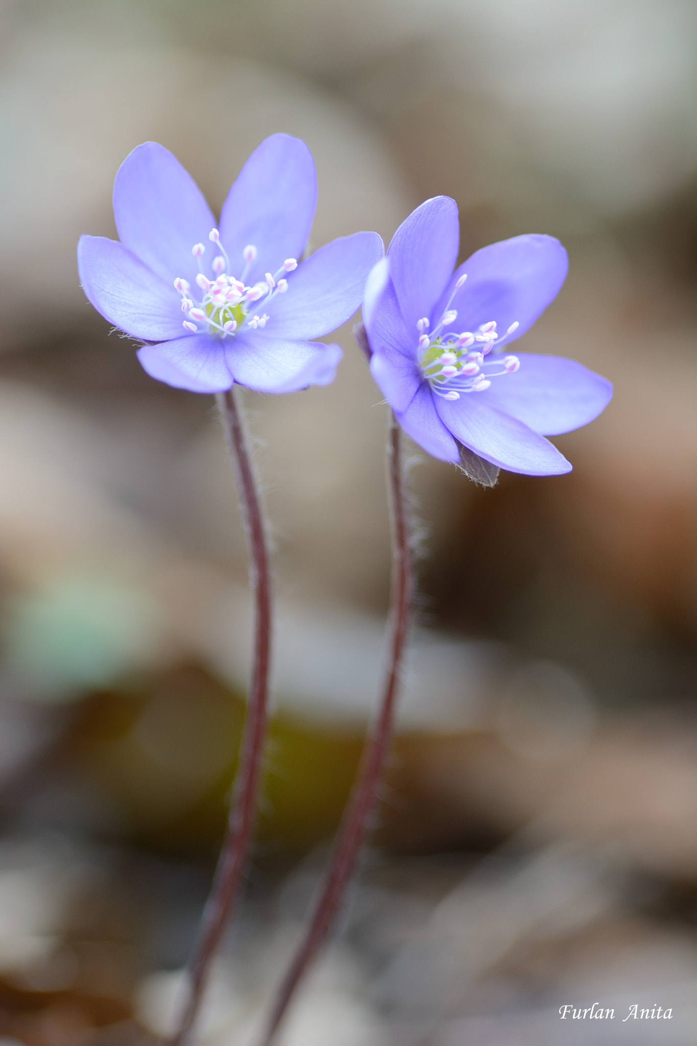 Nikon D7100 + Sigma 105mm F2.8 EX DG Macro sample photo. Erba trinità photography