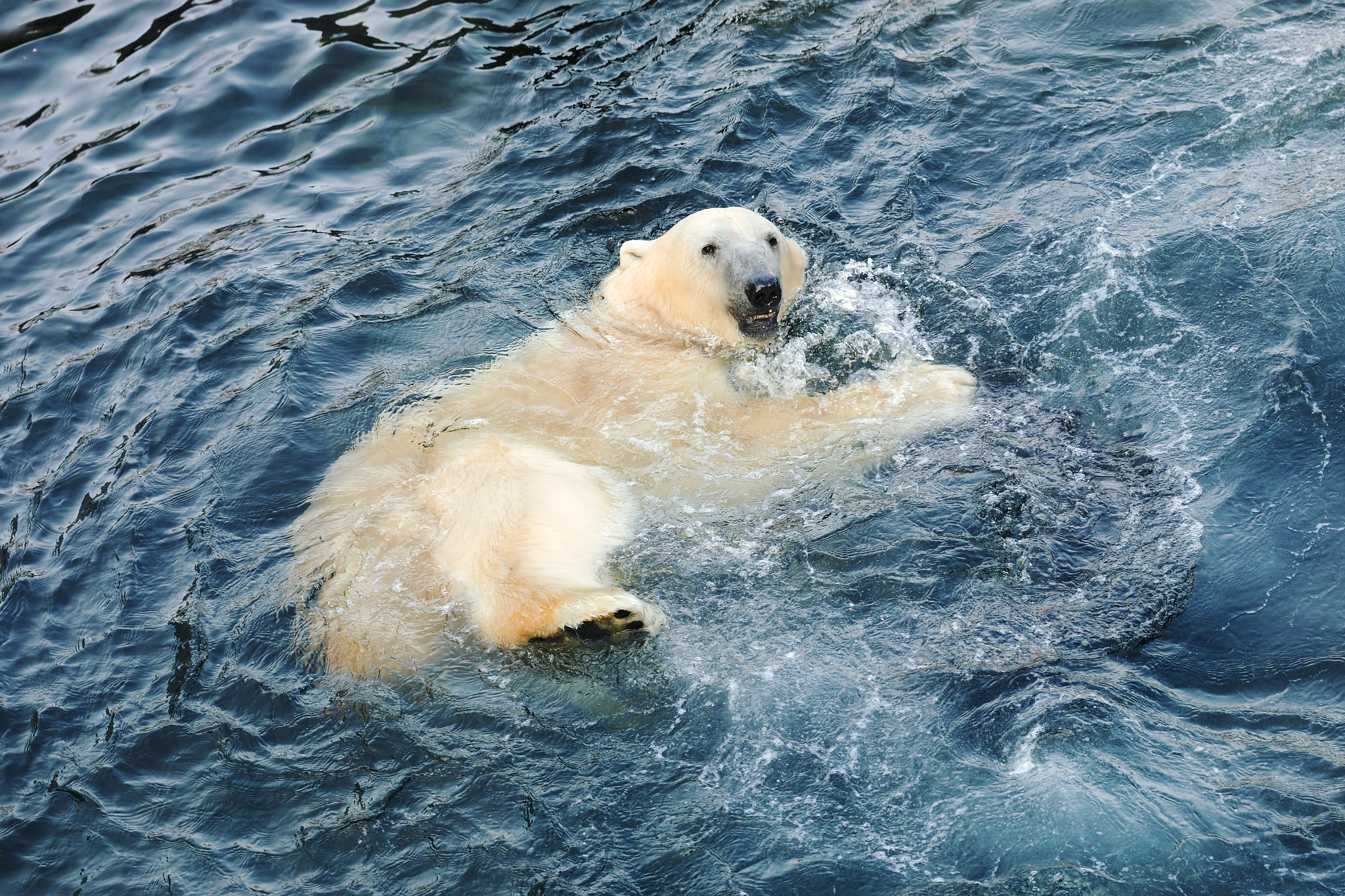 Nikon D3X sample photo. Polar bear morning bath photography