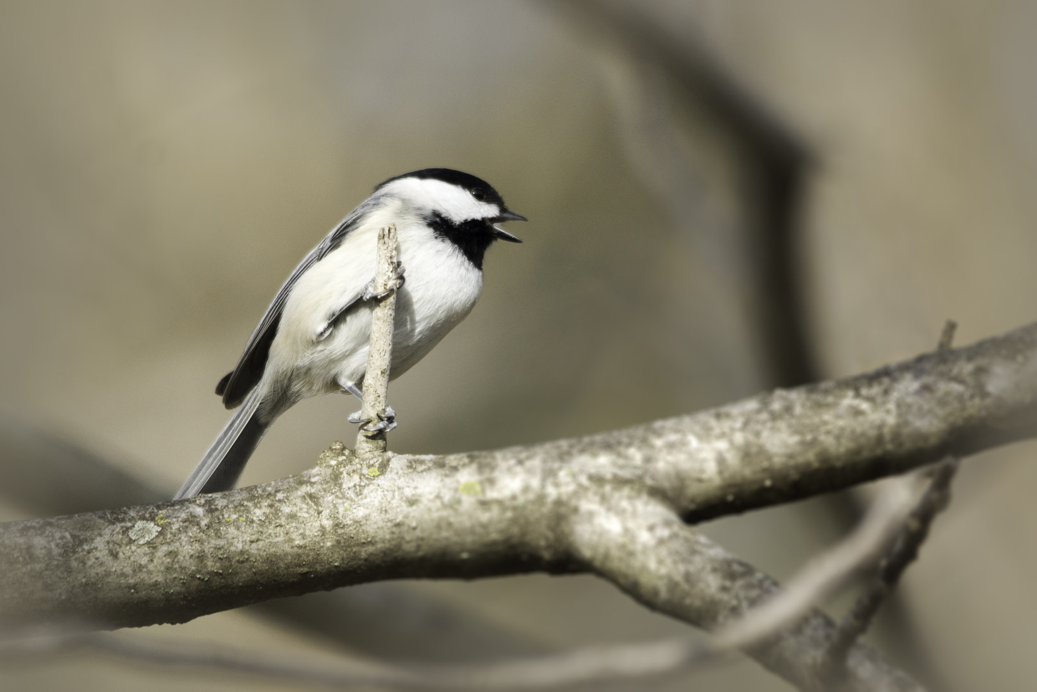 Sigma 150-500mm F5-6.3 DG OS HSM sample photo. Spring sing photography