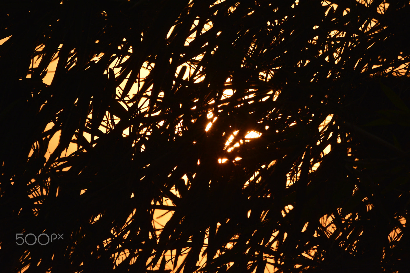 Sigma 120-400mm F4.5-5.6 DG OS HSM sample photo. Bamboo sunset photography
