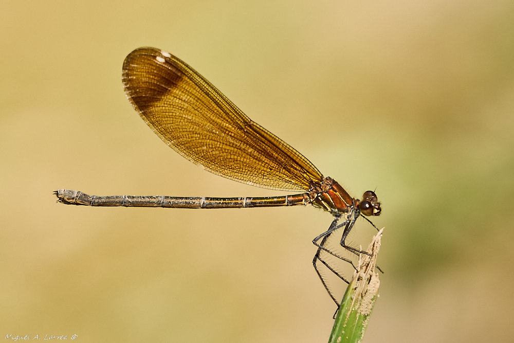 Sony ILCA-77M2 sample photo. Calopteryx haemorrhoidalis photography