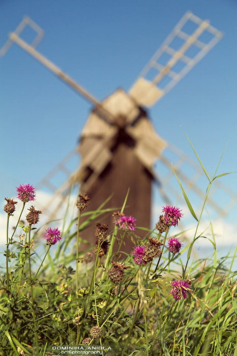 Canon EF-S 17-55mm F2.8 IS USM sample photo. Olandia photography