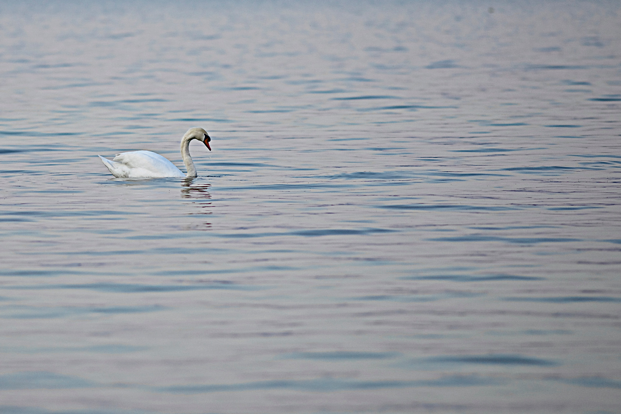 Canon EF 200mm f/2.8L sample photo. Traunstein photography