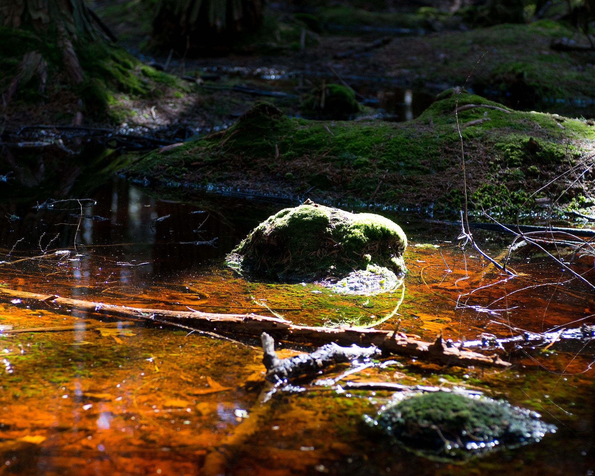 Nikon AF-S Nikkor 28-70mm F2.8 ED-IF sample photo. White cedar adventure photography