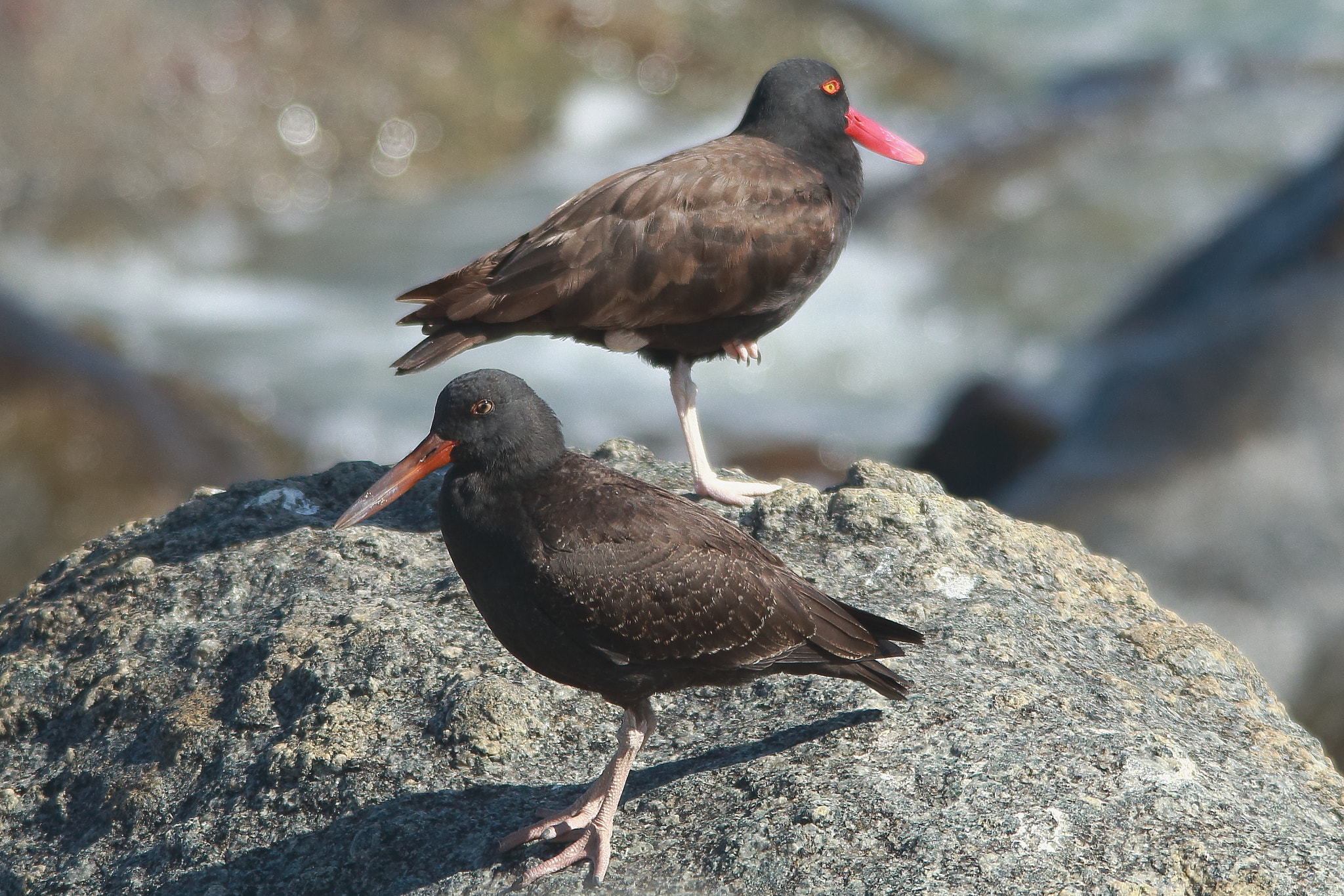 Sigma 150-500mm F5-6.3 DG OS HSM sample photo