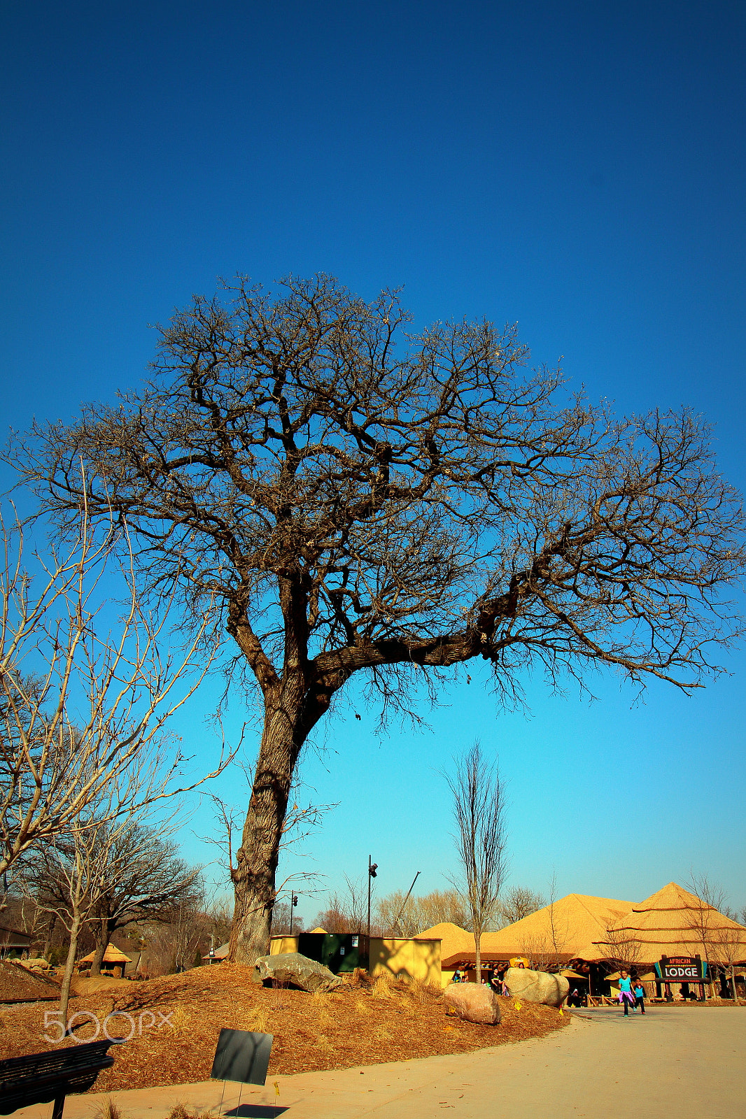 Canon EF-S 10-18mm F4.5–5.6 IS STM sample photo. Oak tree photography