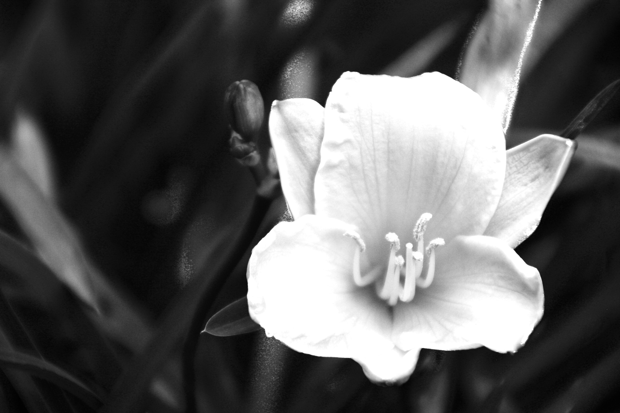 Canon EOS 1000D (EOS Digital Rebel XS / EOS Kiss F) + Canon 18-270mm sample photo. In the garden of b&w photography