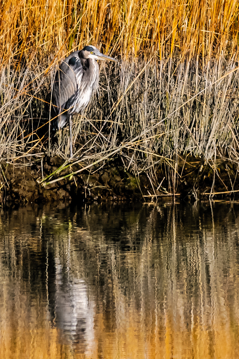 Nikon D300S + Nikon AF-S Nikkor 300mm F2.8G ED-IF VR sample photo. Blue heron at bombay hook photography