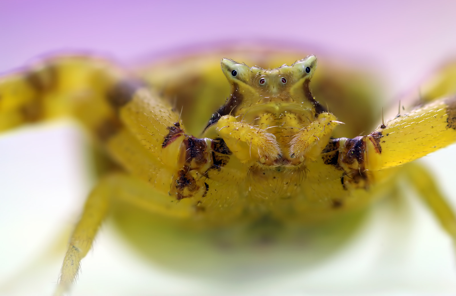 Canon MP-E 65mm F2.5 1-5x Macro Photo sample photo.  flower crab spider (thomisus citrinellus) photography