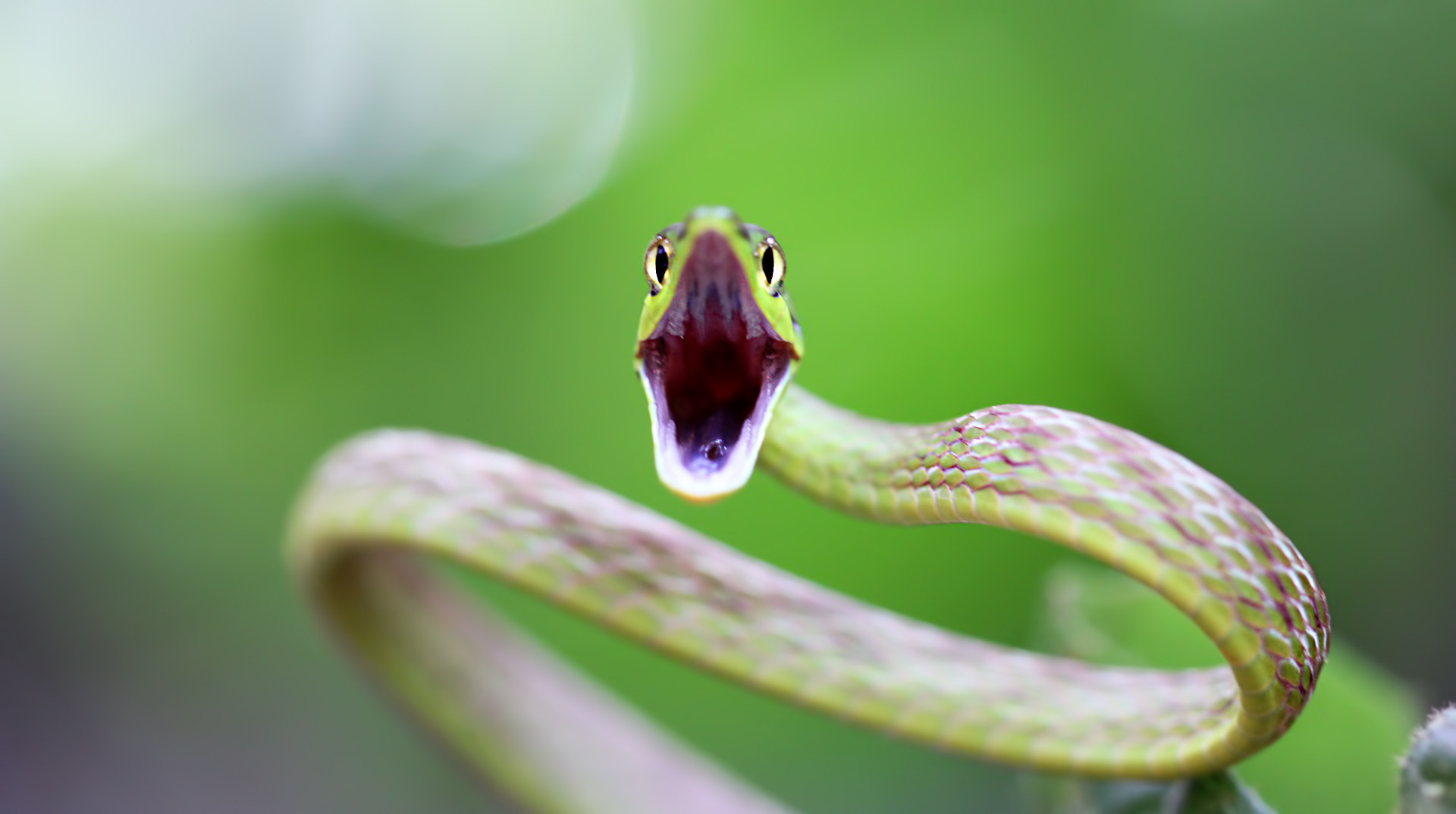 Canon EF 100mm F2.8 Macro USM sample photo. Oxybelis brevirostris photography