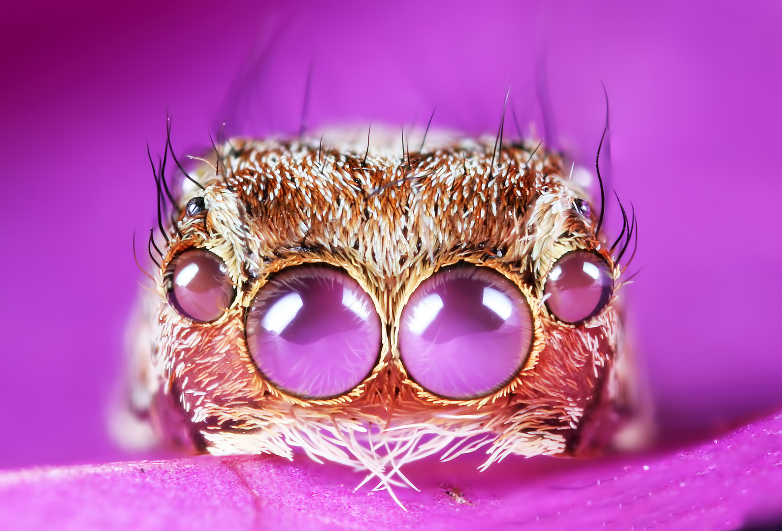 Canon MP-E 65mm F2.5 1-5x Macro Photo sample photo. Molted head piece of a jumping spider photography