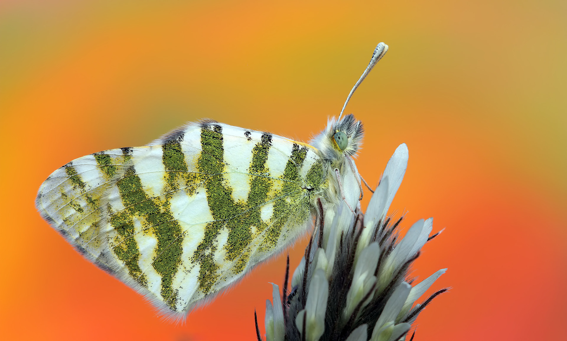 Canon EF 100mm F2.8 Macro USM sample photo. Euchloe belemia - green-striped white photography
