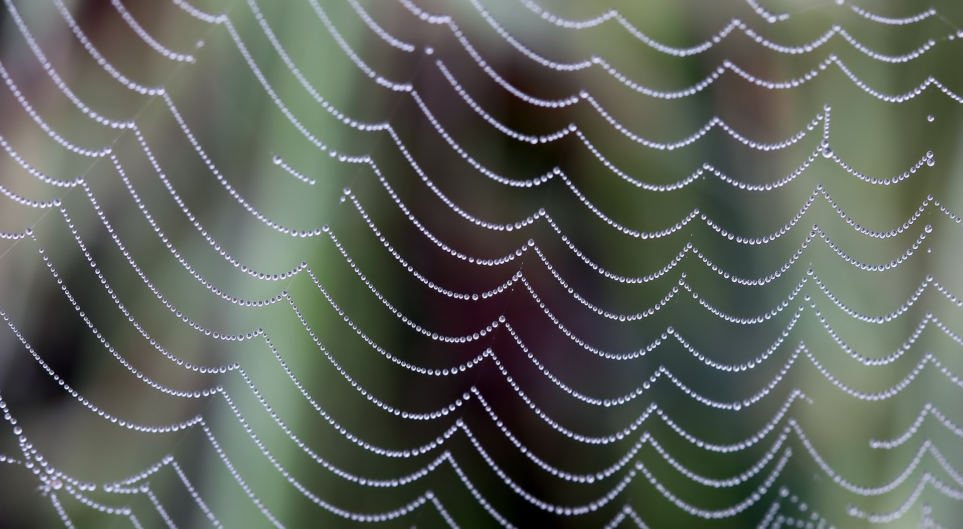 Canon EF 100mm F2.8 Macro USM sample photo. Morning dew on a neoscona adianta web photography