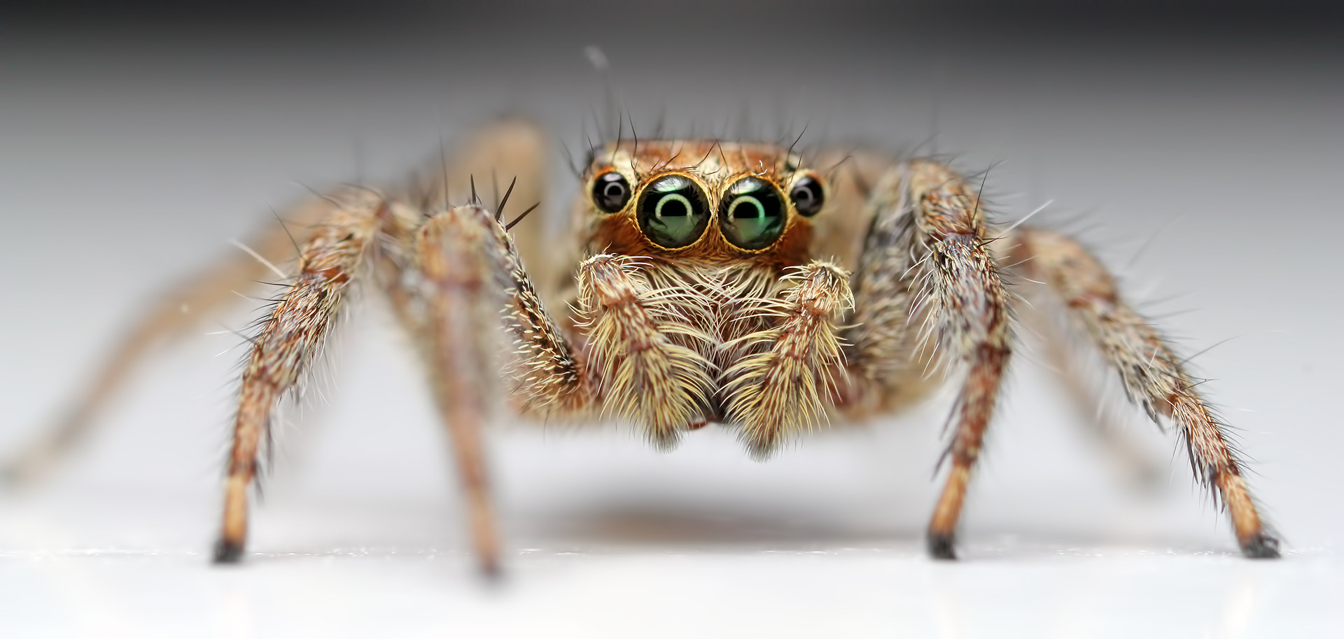Canon MP-E 65mm F2.5 1-5x Macro Photo sample photo. Jumping spider photography