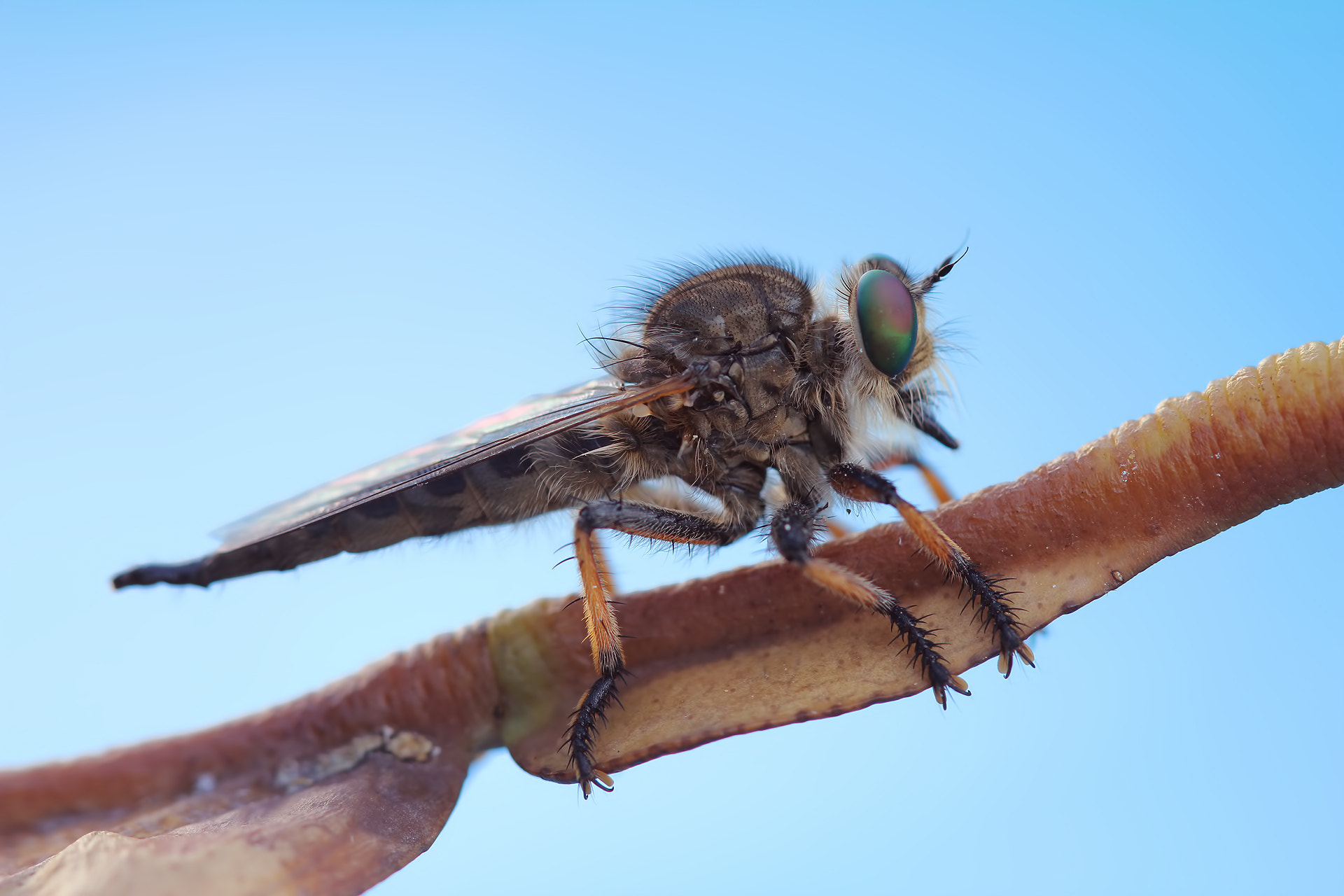 Canon EF 100mm F2.8 Macro USM sample photo. Robber fly - promachus griseiventris photography