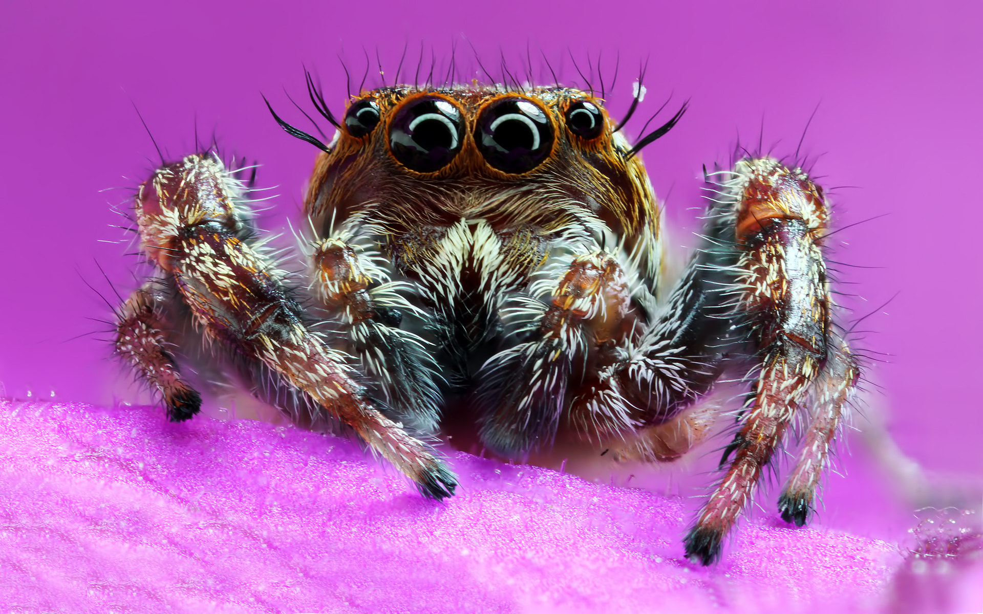 Canon MP-E 65mm F2.5 1-5x Macro Photo sample photo. Jumping spider photography
