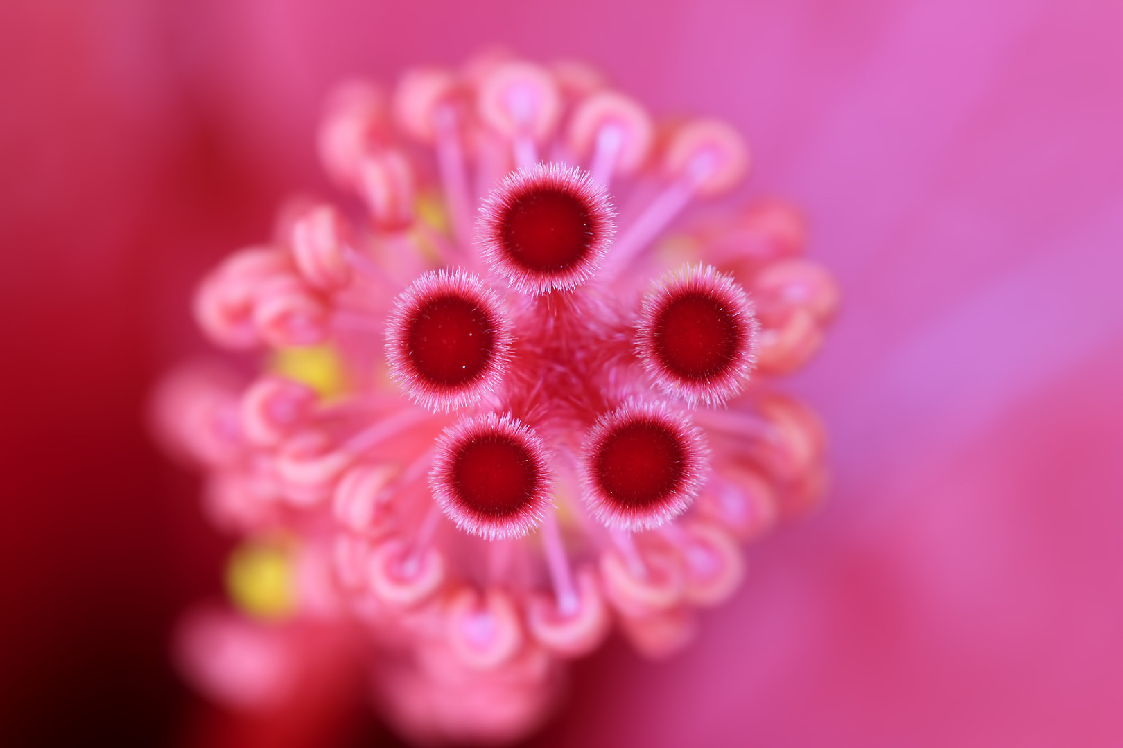 Canon EF 100mm F2.8 Macro USM sample photo. Hibiscus photography