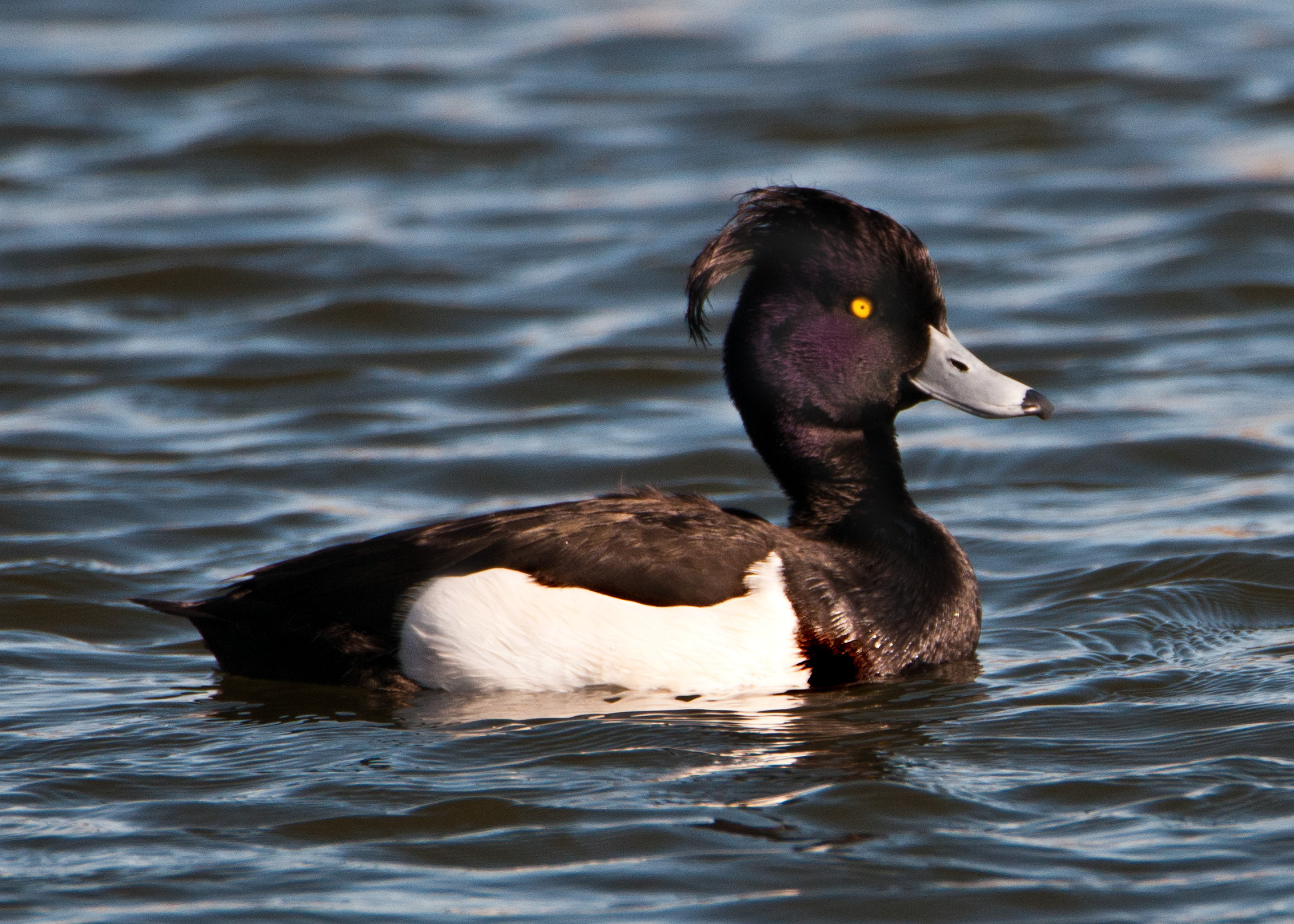 Nikon D300S + Tamron SP 150-600mm F5-6.3 Di VC USD sample photo. Tufted duck photography