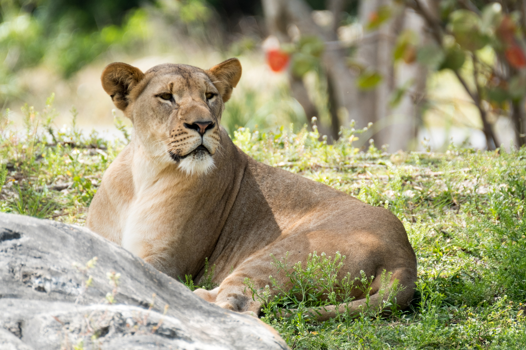 XF100-400mmF4.5-5.6 R LM OIS WR + 1.4x sample photo. _dsf0424.jpg photography