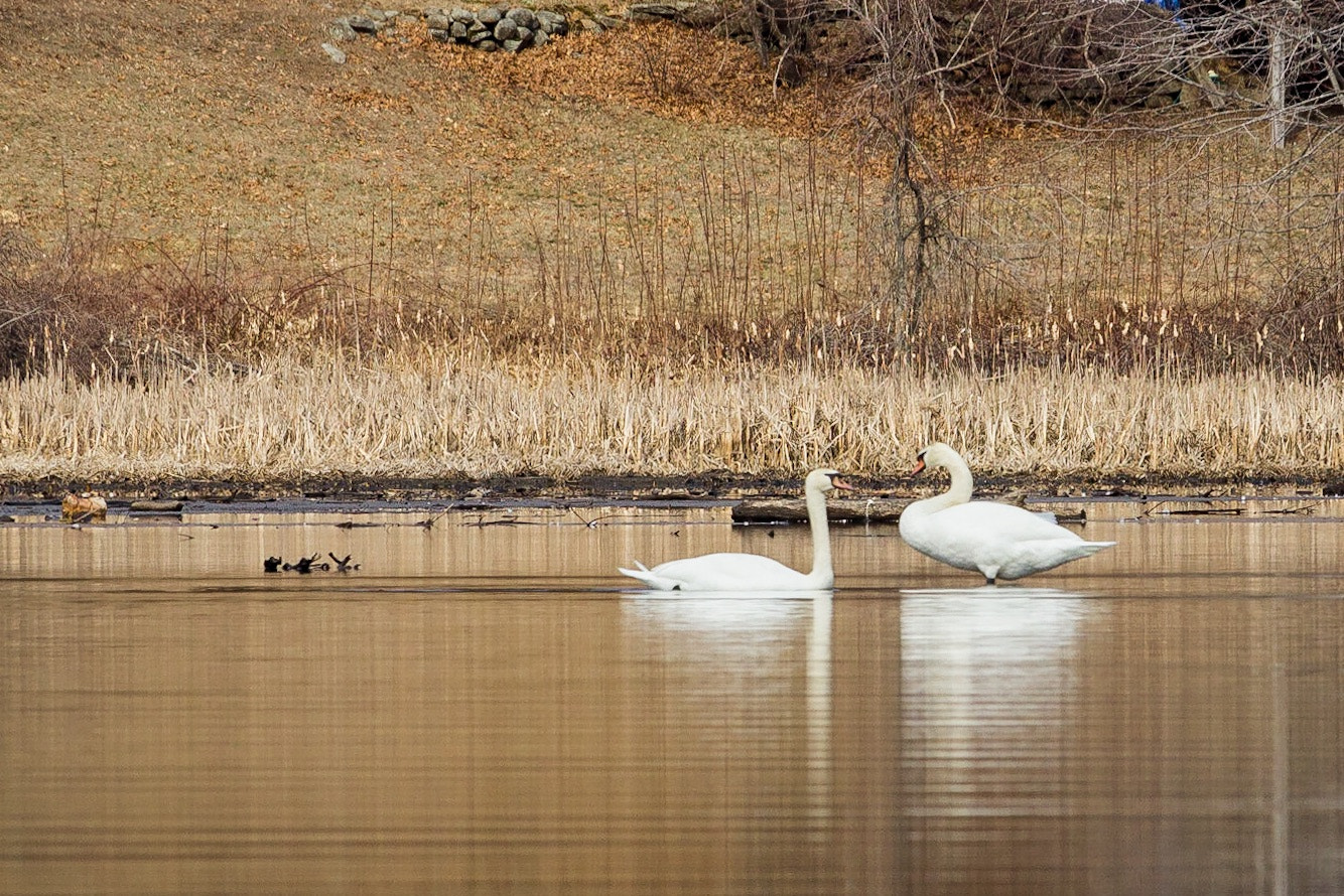 Canon EOS 600D (Rebel EOS T3i / EOS Kiss X5) + Canon EF-S 55-250mm F4-5.6 IS STM sample photo. Mute swans return in spring photography