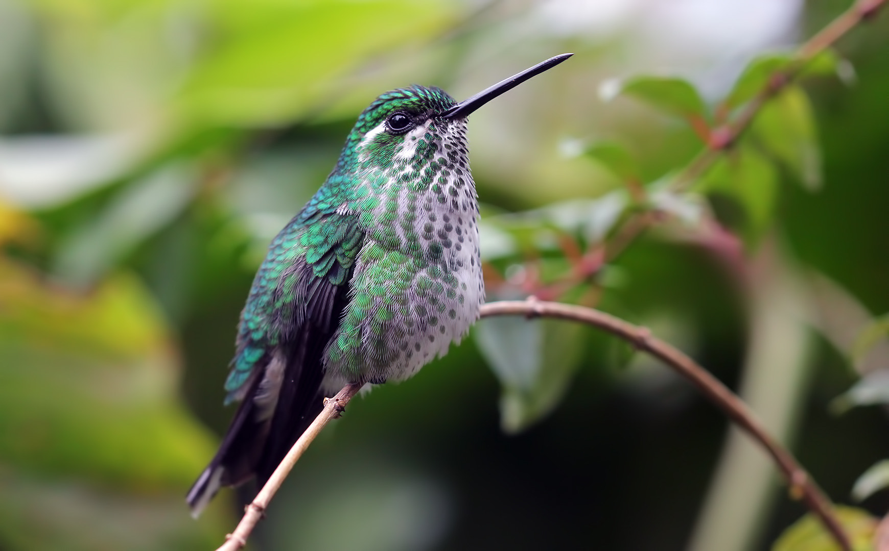 Canon EF 100mm F2.8 Macro USM sample photo. Possibly a female white-necked jacobins - florisuga mellivora photography
