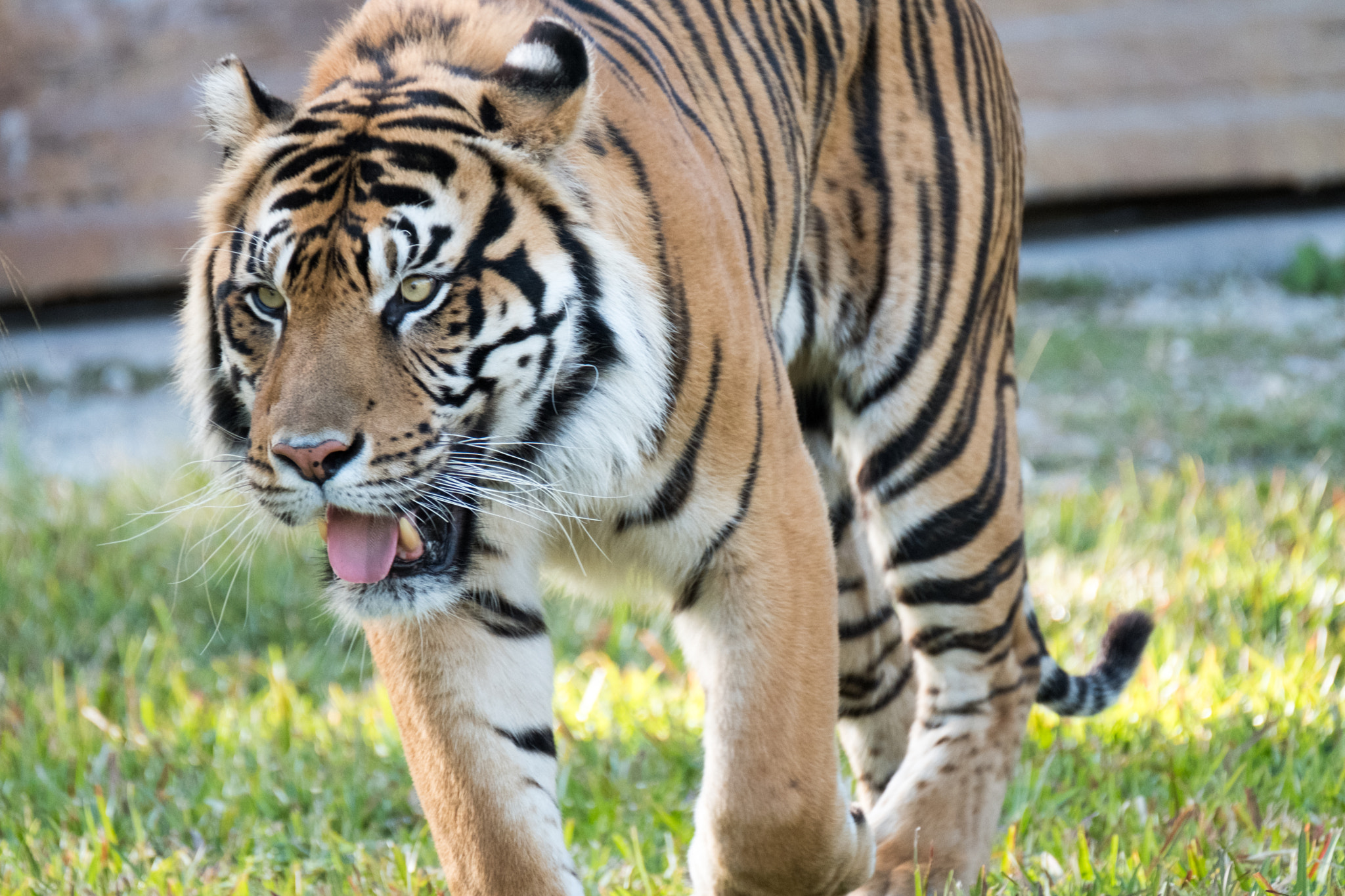 XF100-400mmF4.5-5.6 R LM OIS WR + 1.4x sample photo. _dsf0661.jpg photography