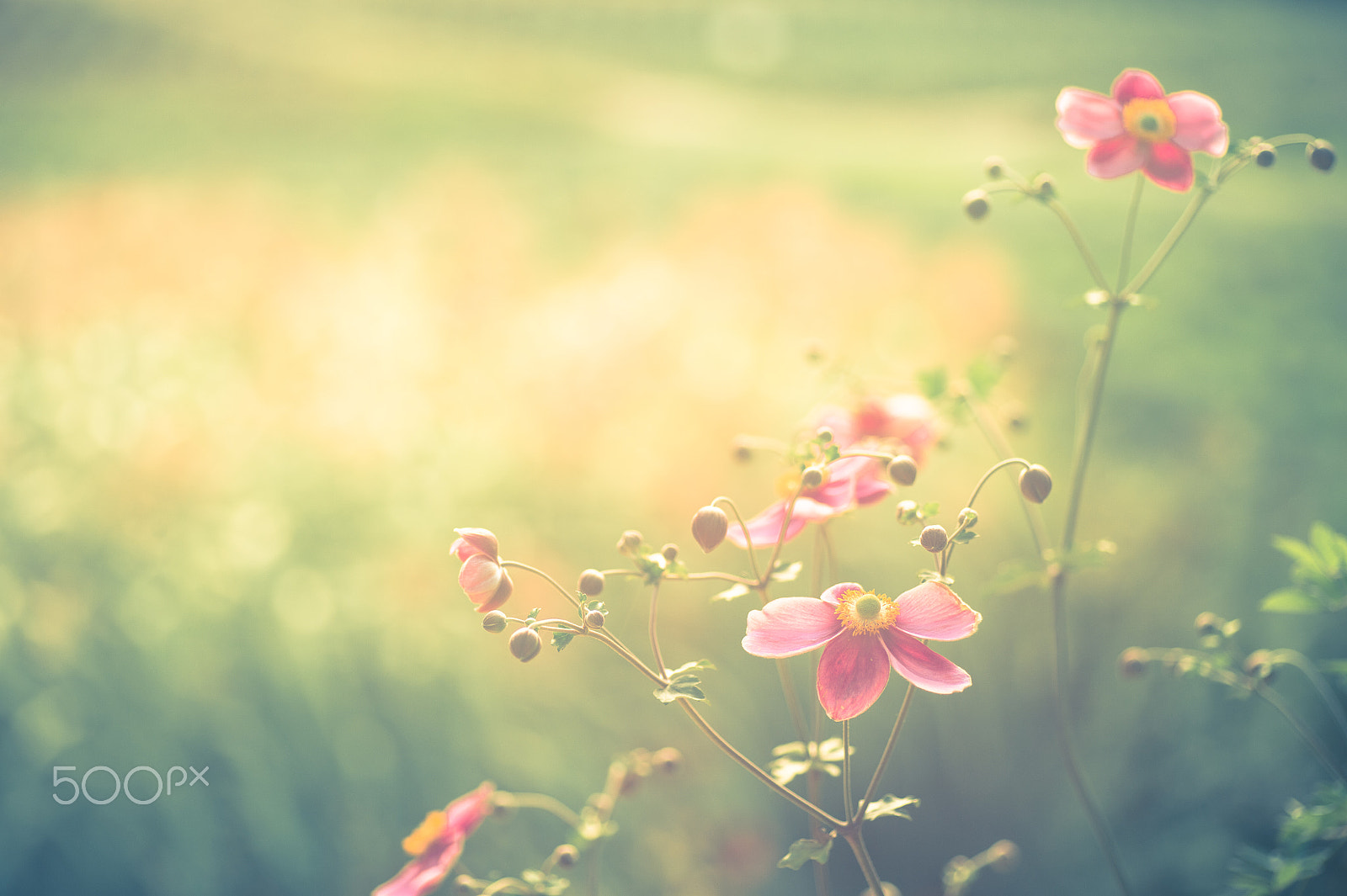 Nikon Df sample photo. Autumn light photography