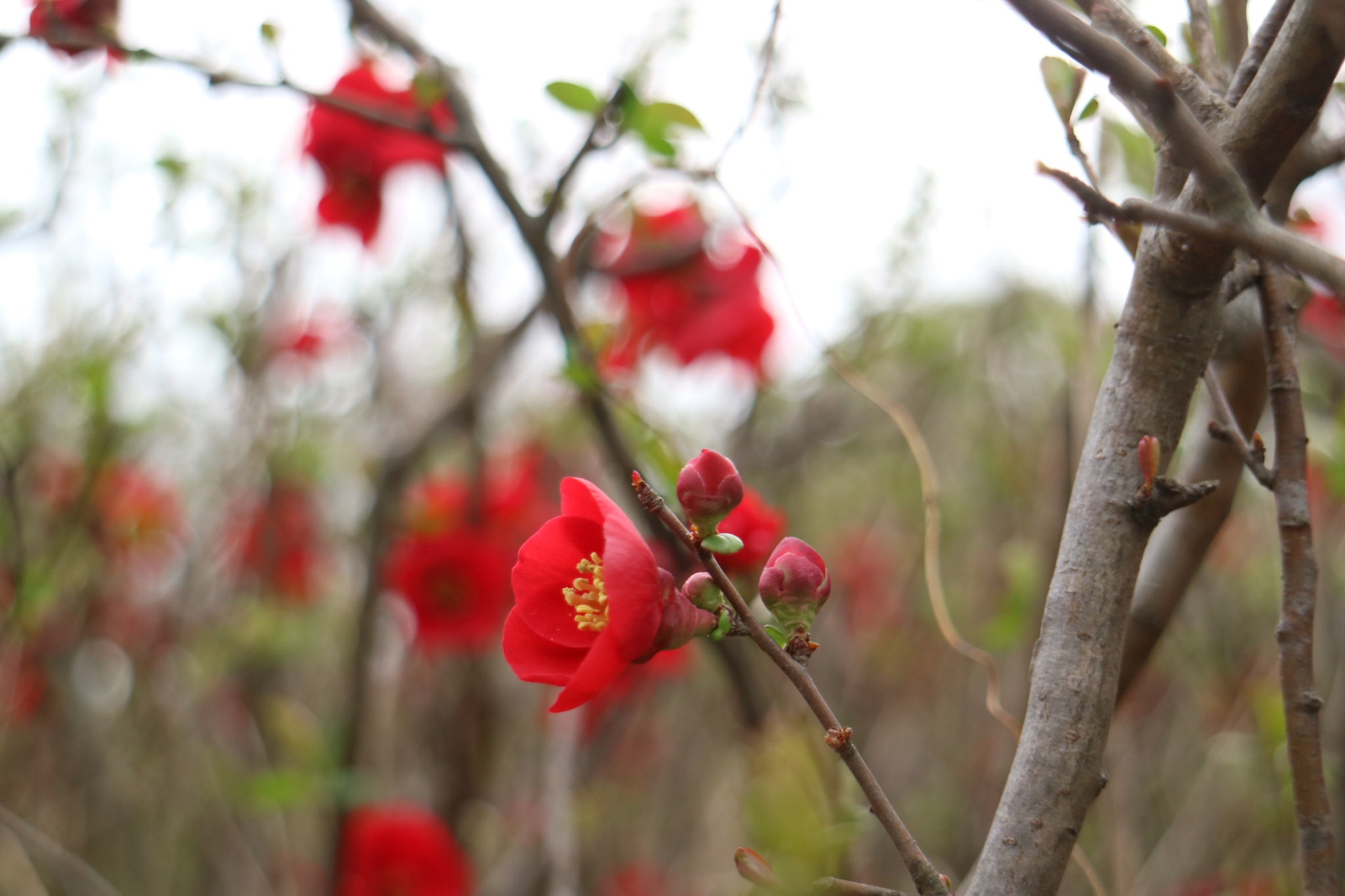 Canon EF-M 18-55mm F3.5-5.6 IS STM sample photo. 梅花 photography