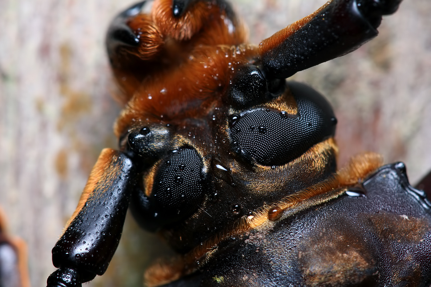 Canon EF 100mm F2.8 Macro USM sample photo. Longhorn beetle photography