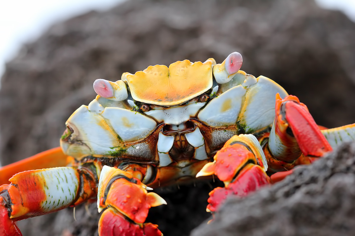 Canon EF 100mm F2.8 Macro USM sample photo. Red rock crab (grapsus grapsus) photography