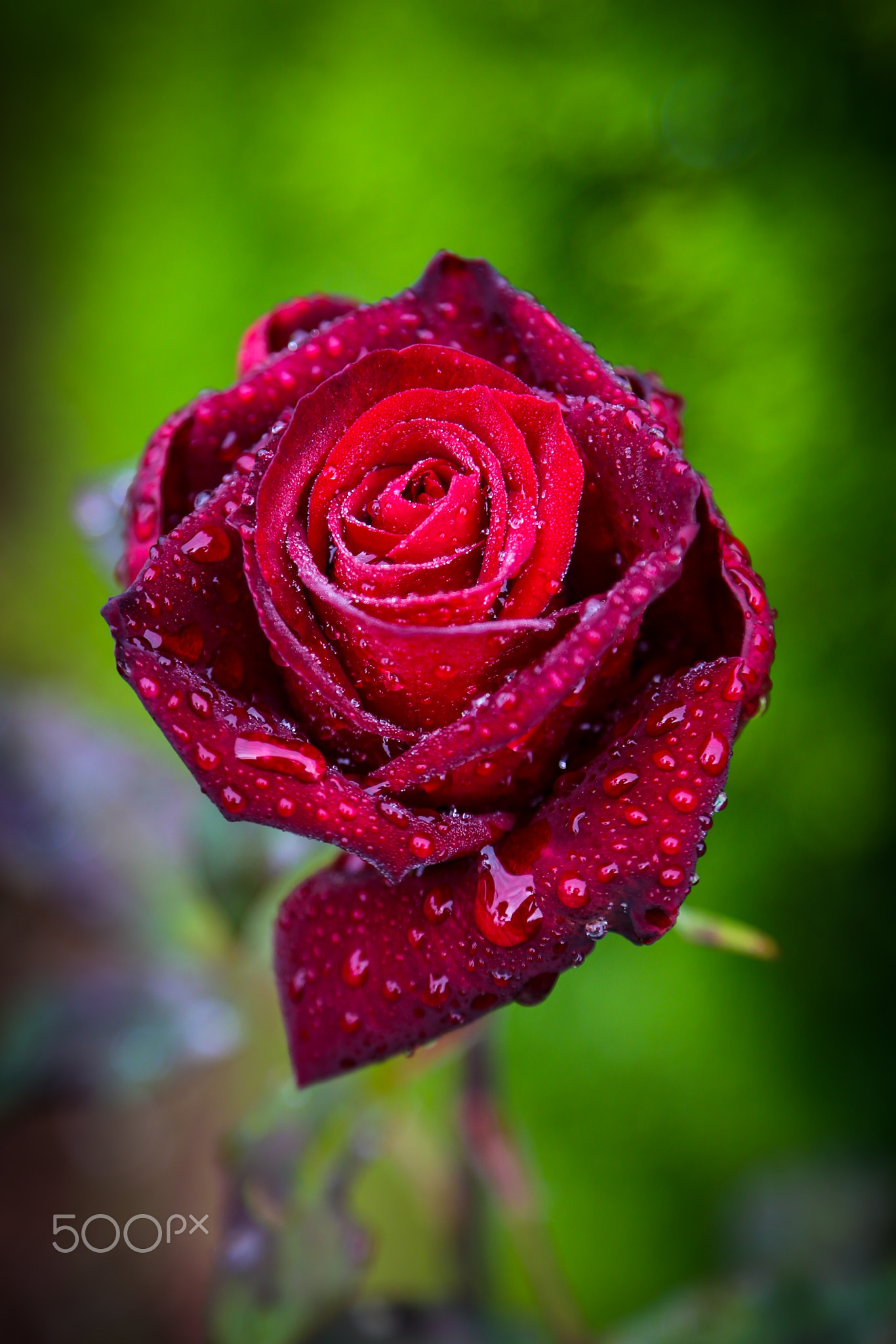 Morning Rose